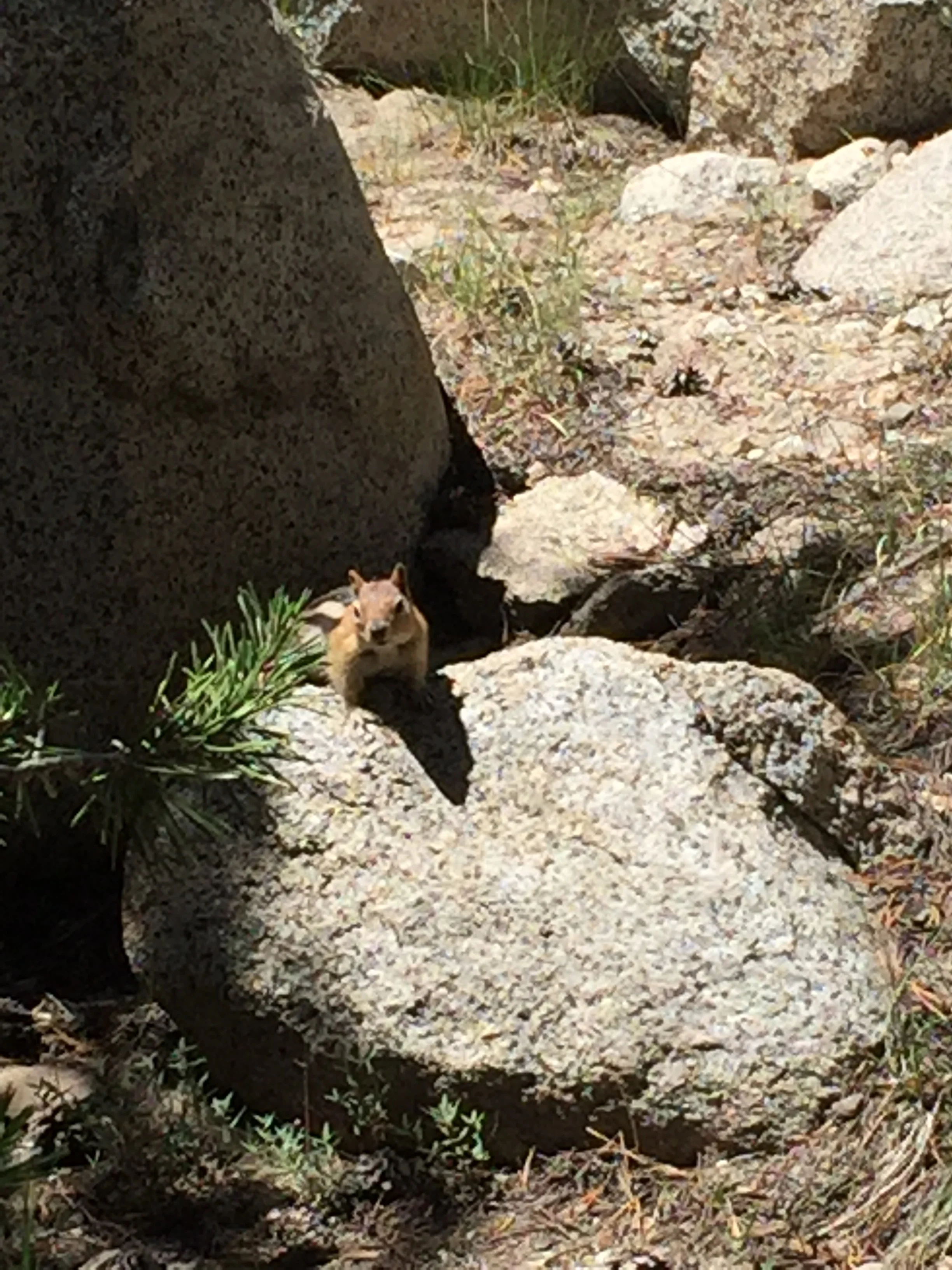 Chipmunk! We don't have these in the Bay Area so they're fun to see. But I imagine that for some people, the last thing in the world they want to see is a chipmunk! Kind of how I feel about seeing deer in Yosemite - all the other tourists gushing - and me just making a sour face!
