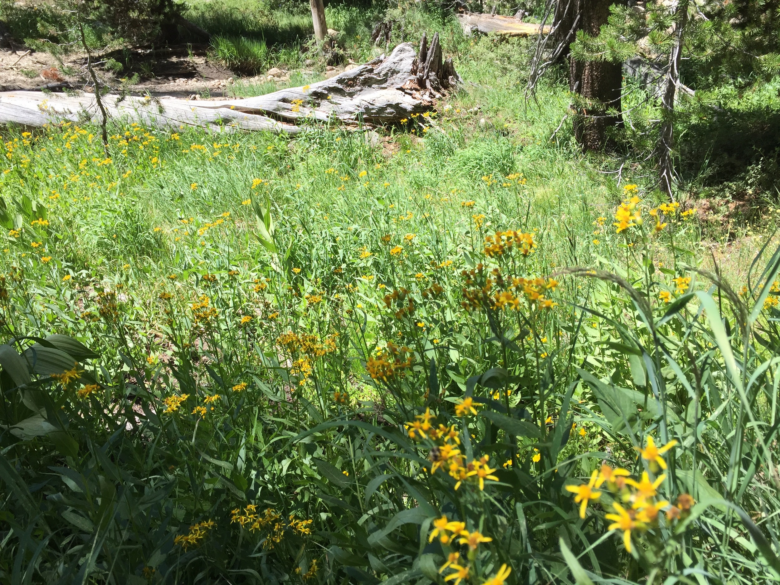 Goldenrod