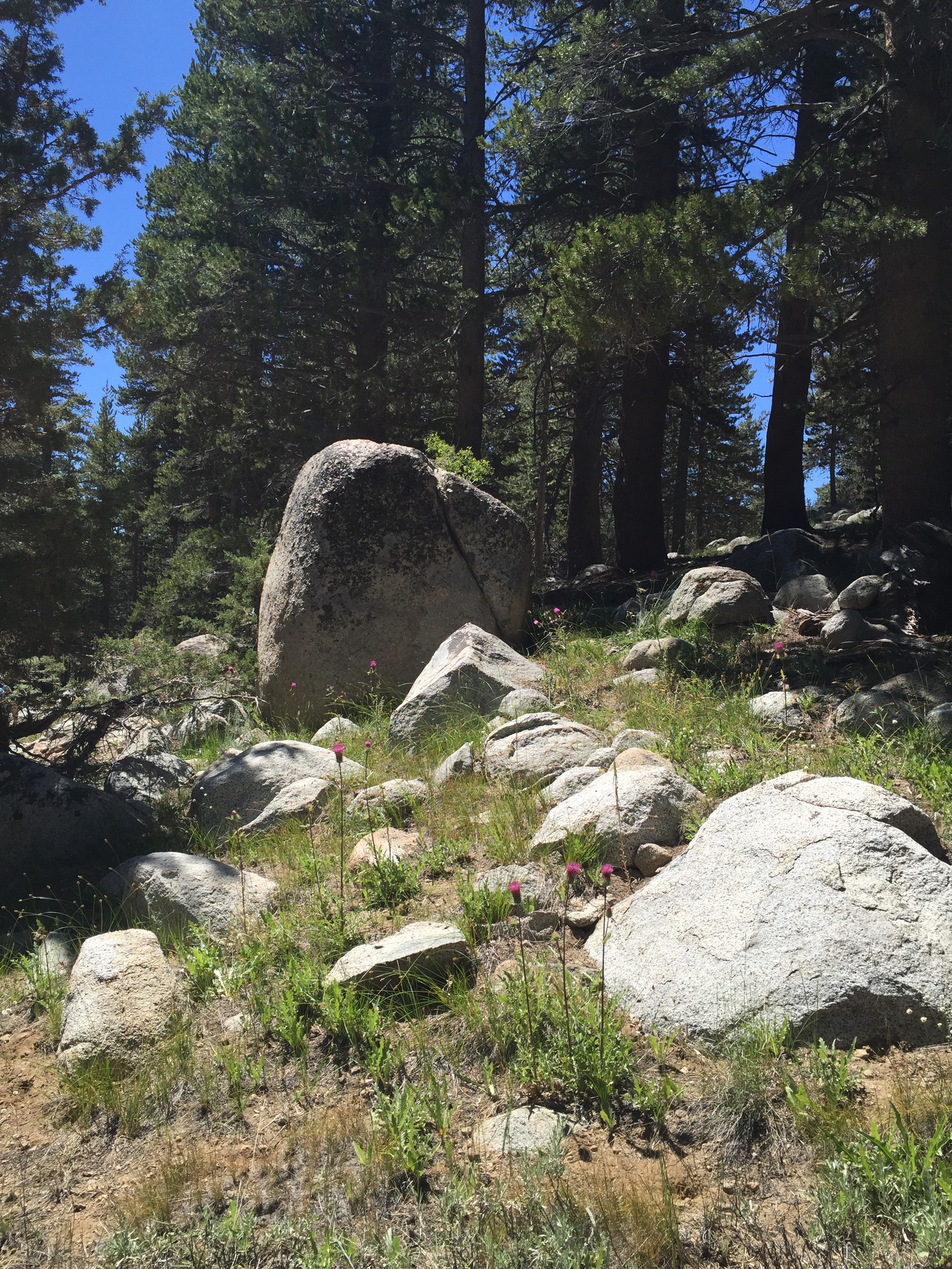 California Thistle in a rocky field