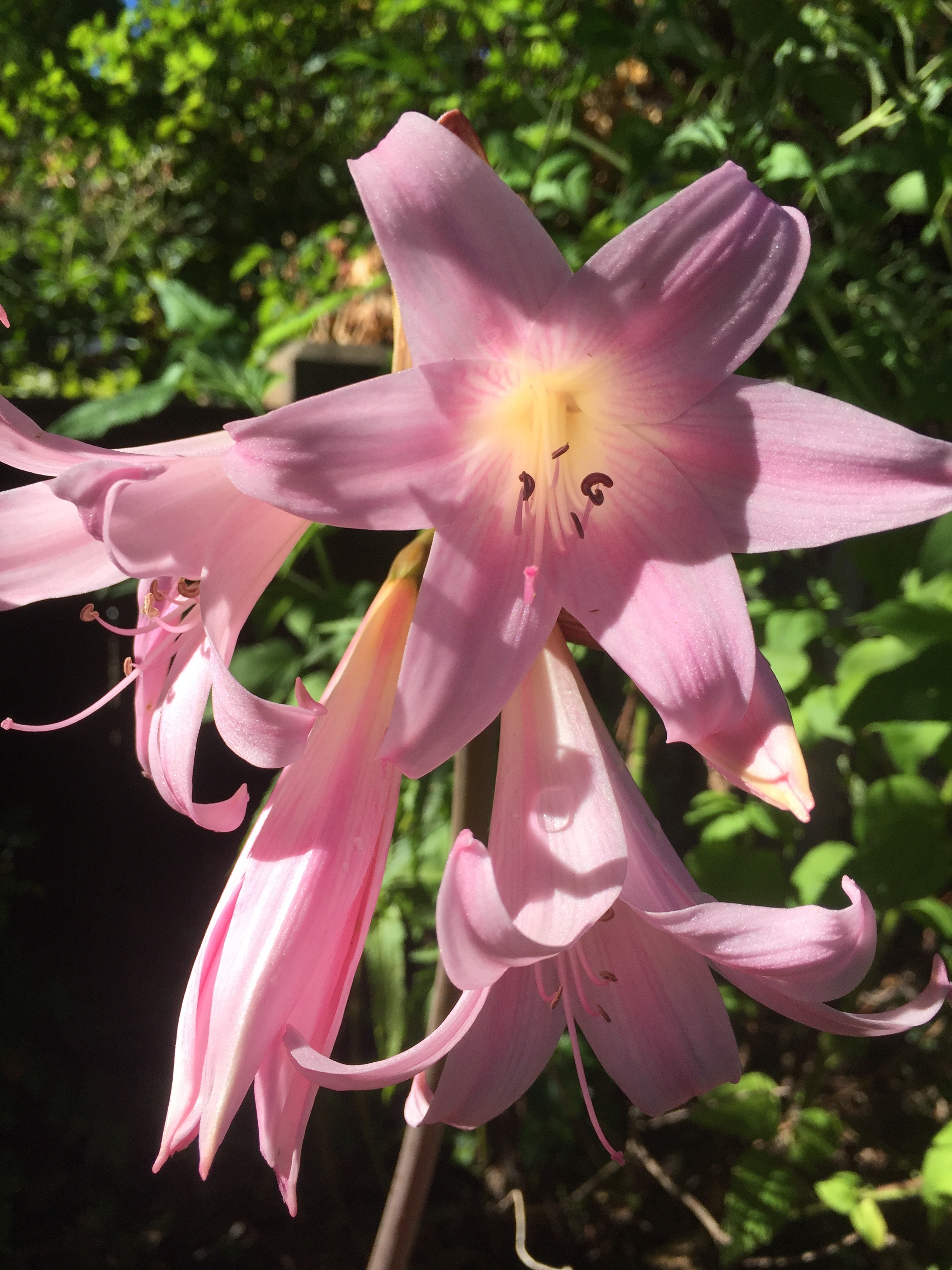 Amaryllis belladonna, or 'Naked Ladies'