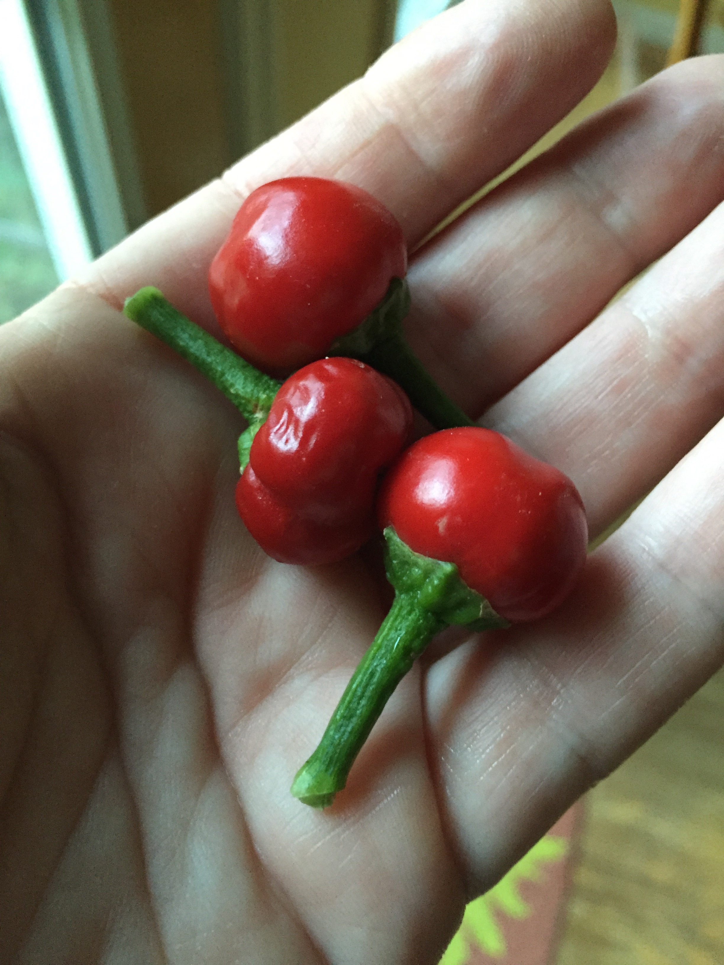 Piccante Calabrese Peppers