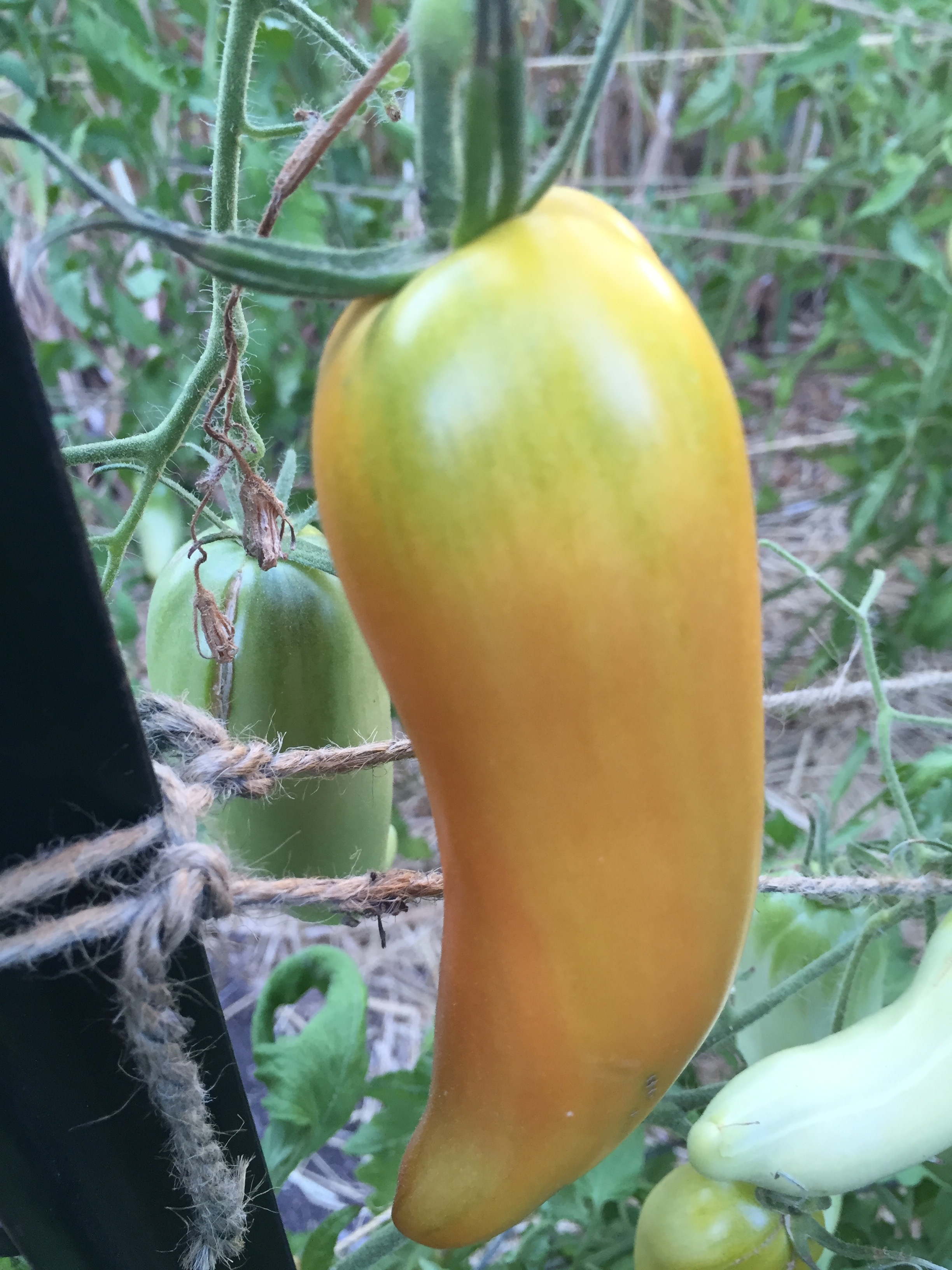 Federle on the vine