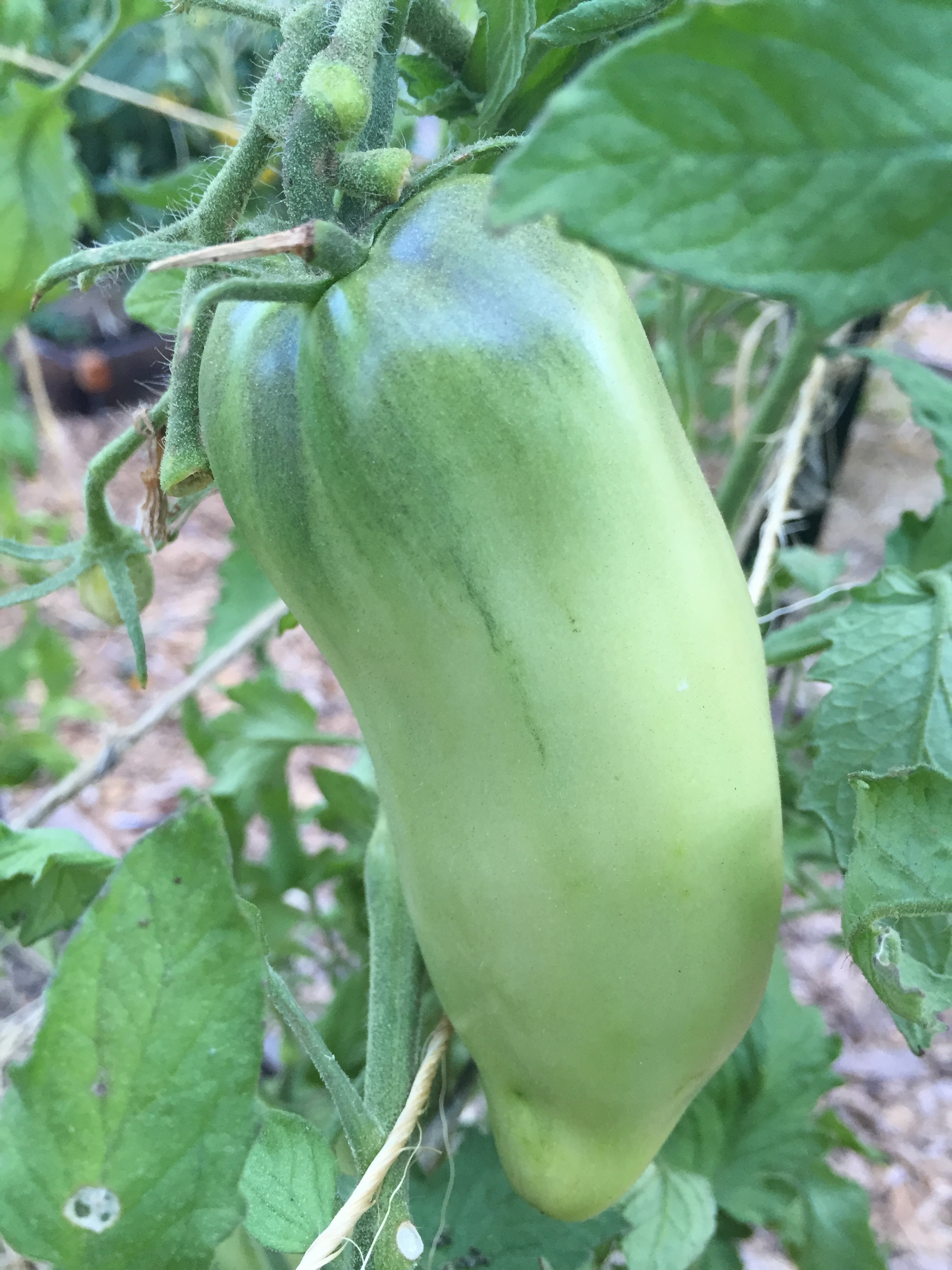 look at that gorgeous, fat Opalka tomato - and there's more where that came from.
