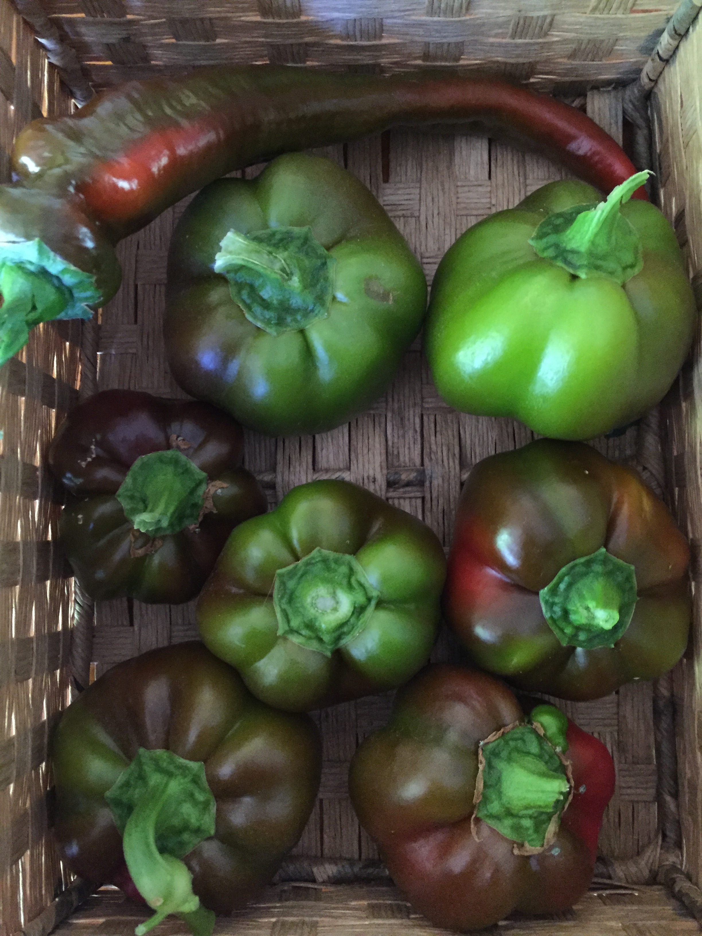 A lone Jimmy Nardello pepper among a group of Sheepnose Pimento