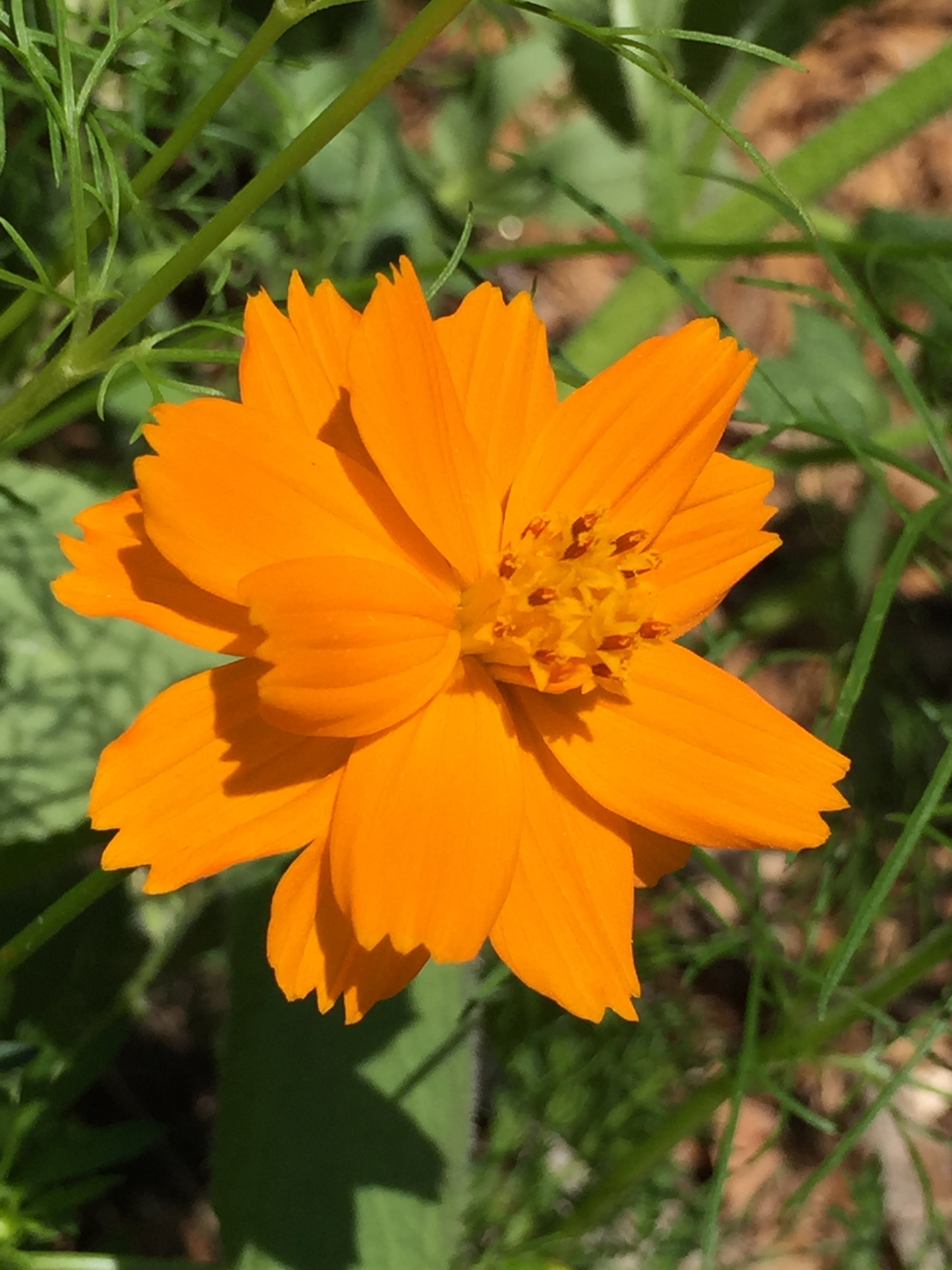 a type of coreopsis, I think