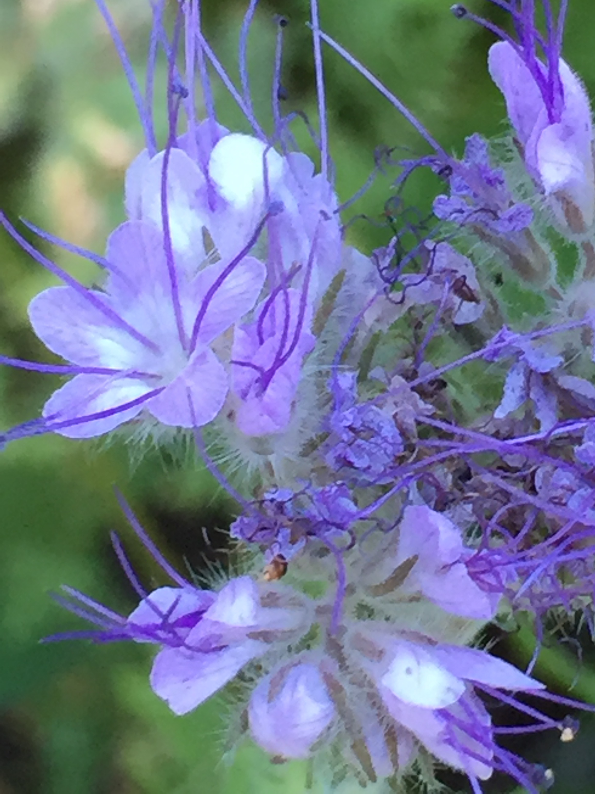 phacelia