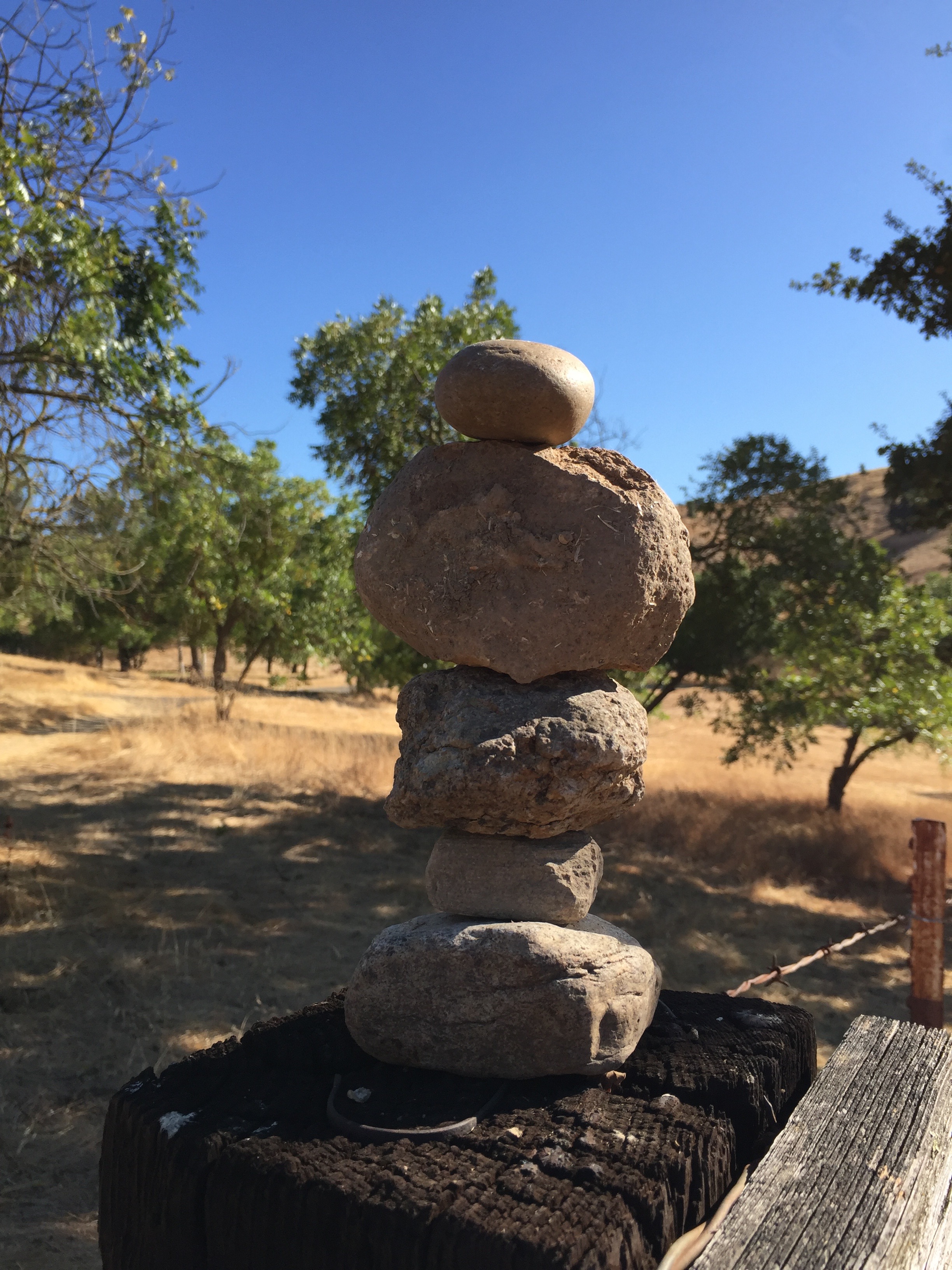 found this in the local open space while the kids were hunting Pokemon