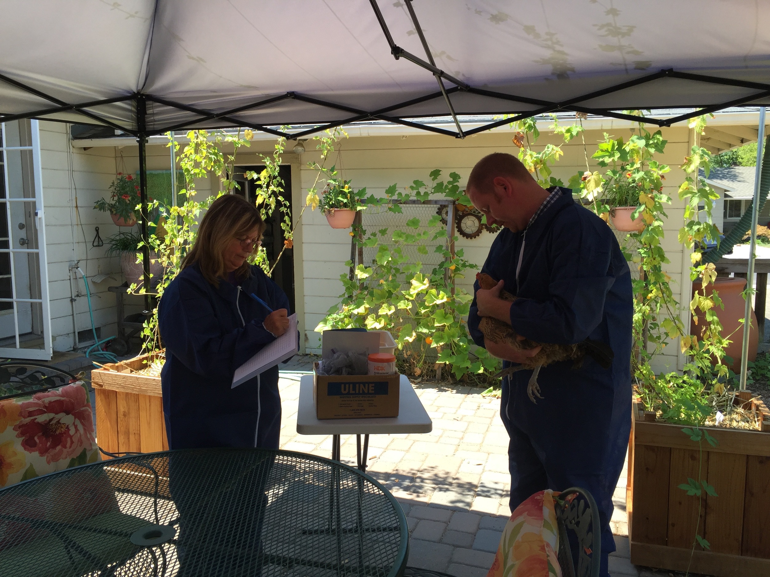 Margaret taking notes as Richard inspects a chicken