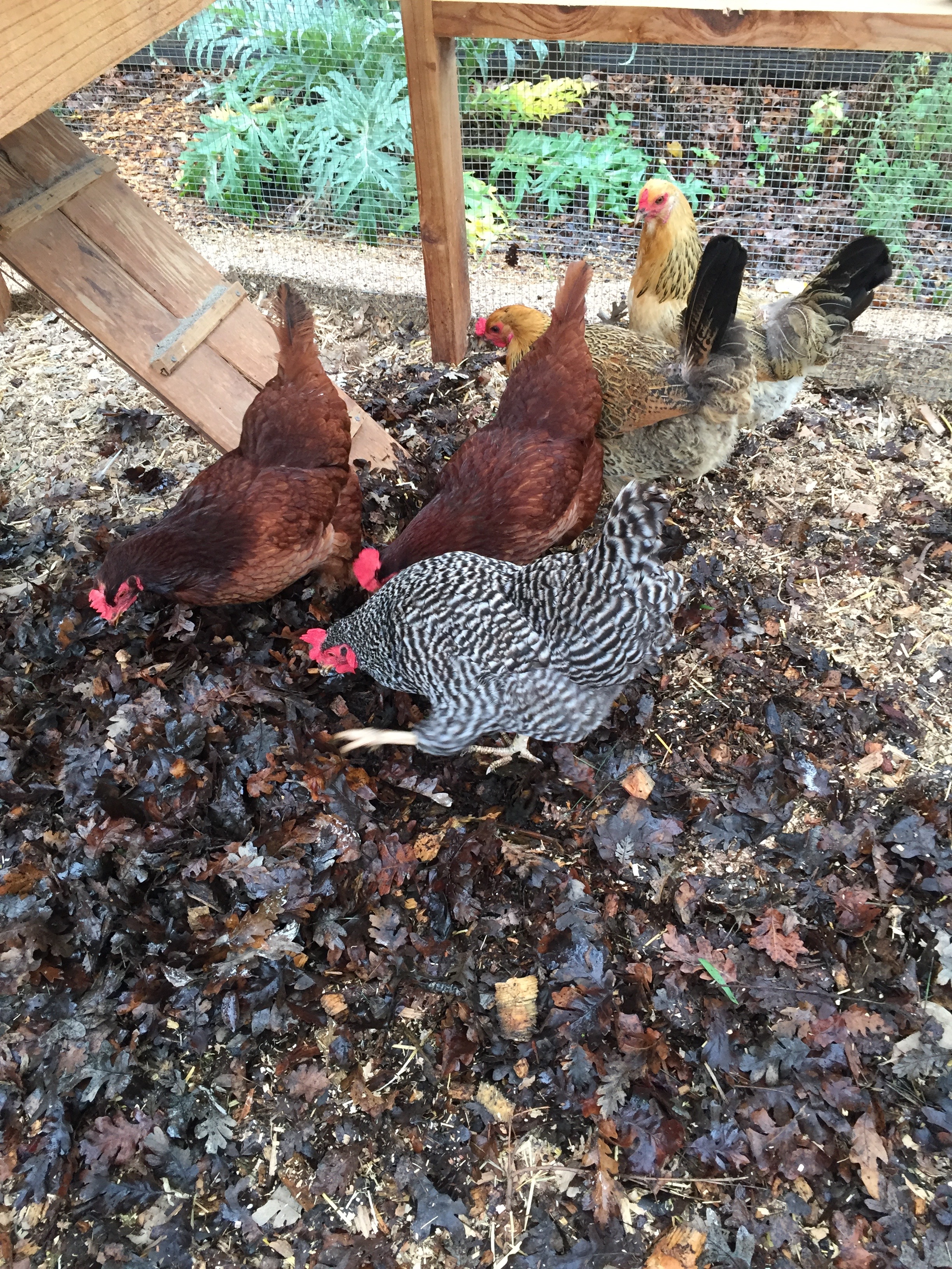 The chickens last spring, searching for bugs in a pile of leaves I brought in