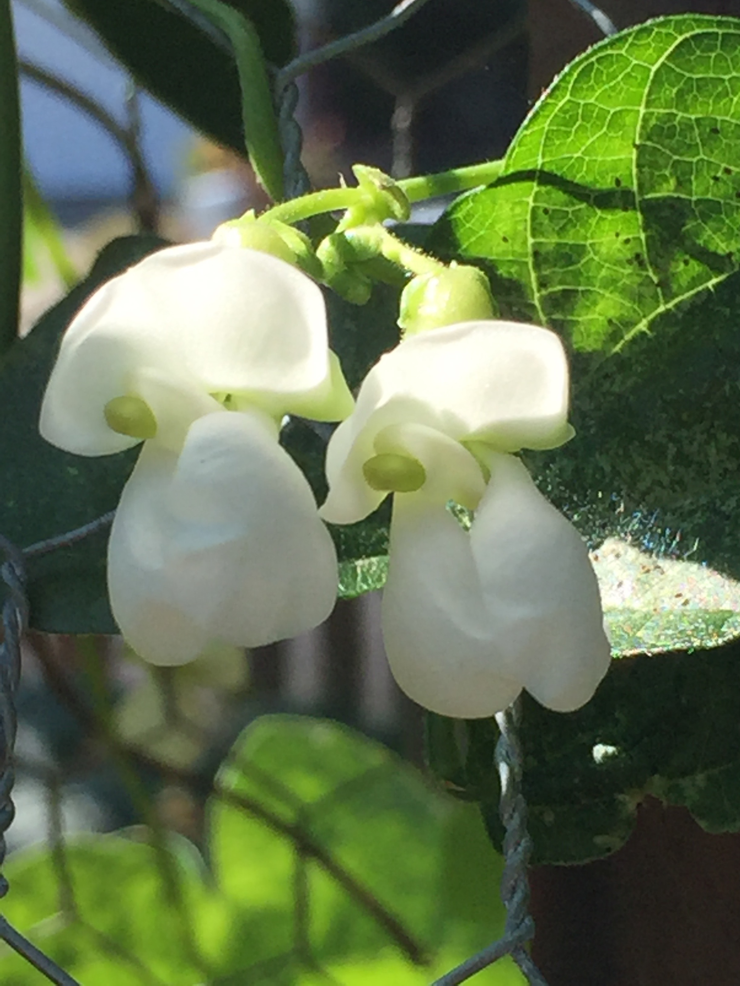 pretty bean flowers