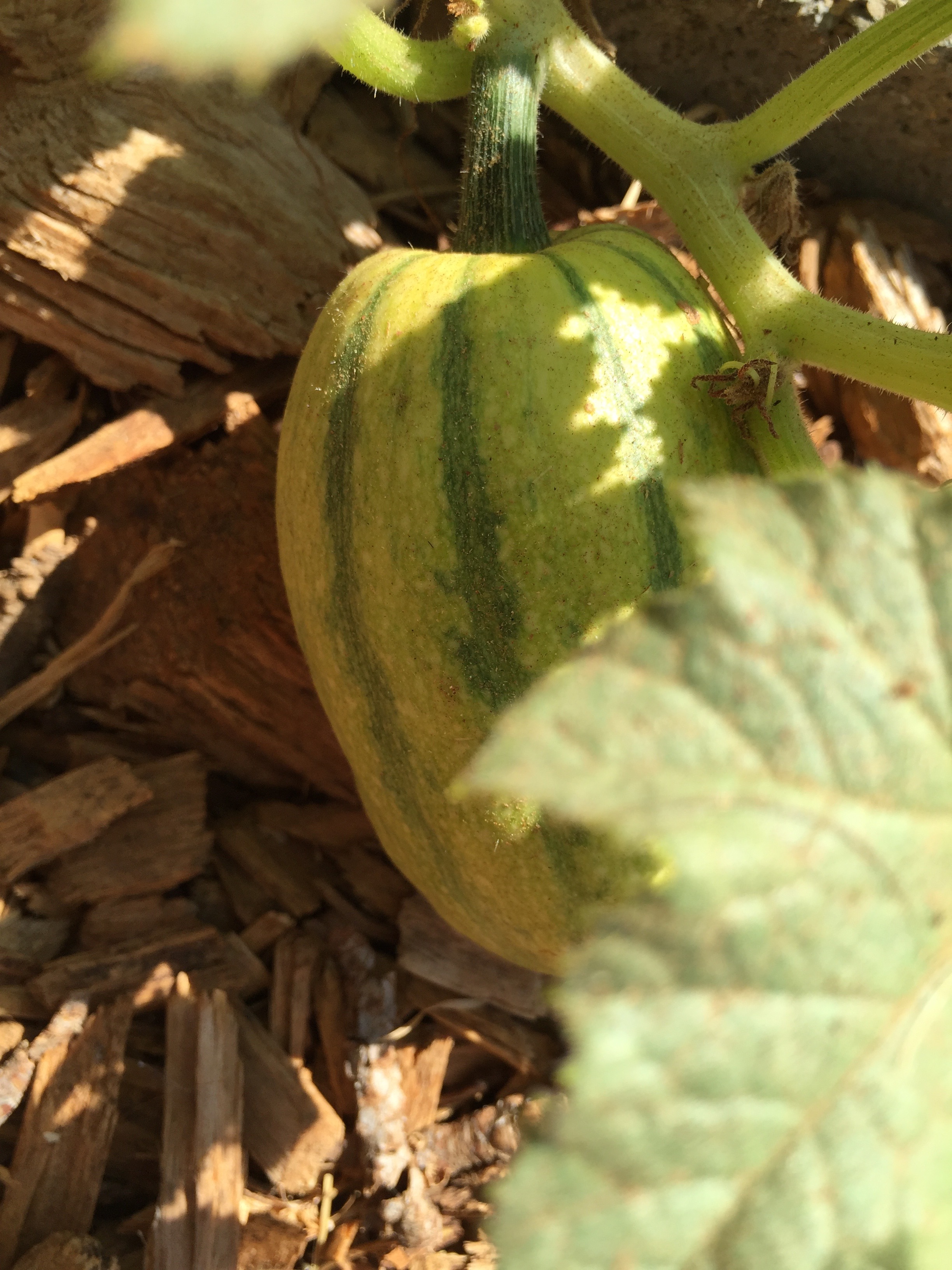 delicata squash