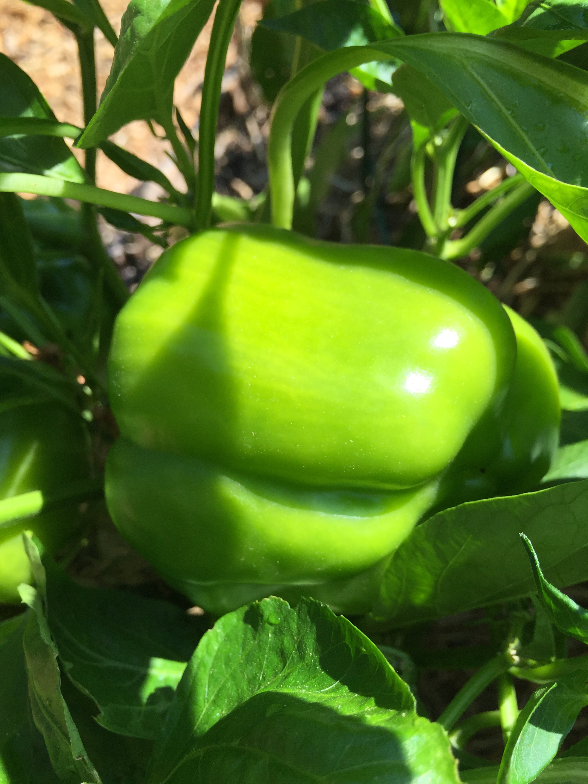 Chocolate Bell, still green