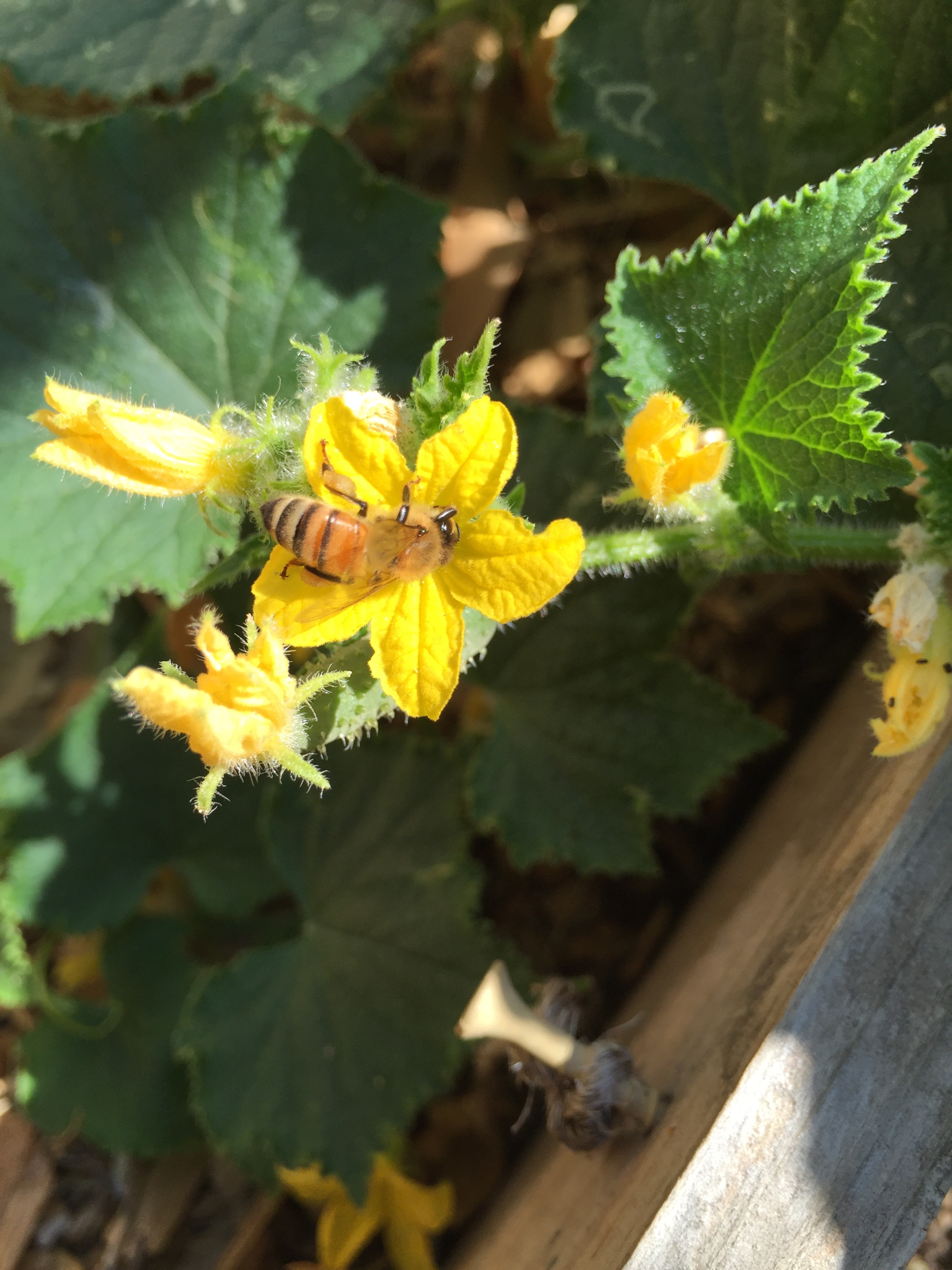 a bee in the cucumber blossoms