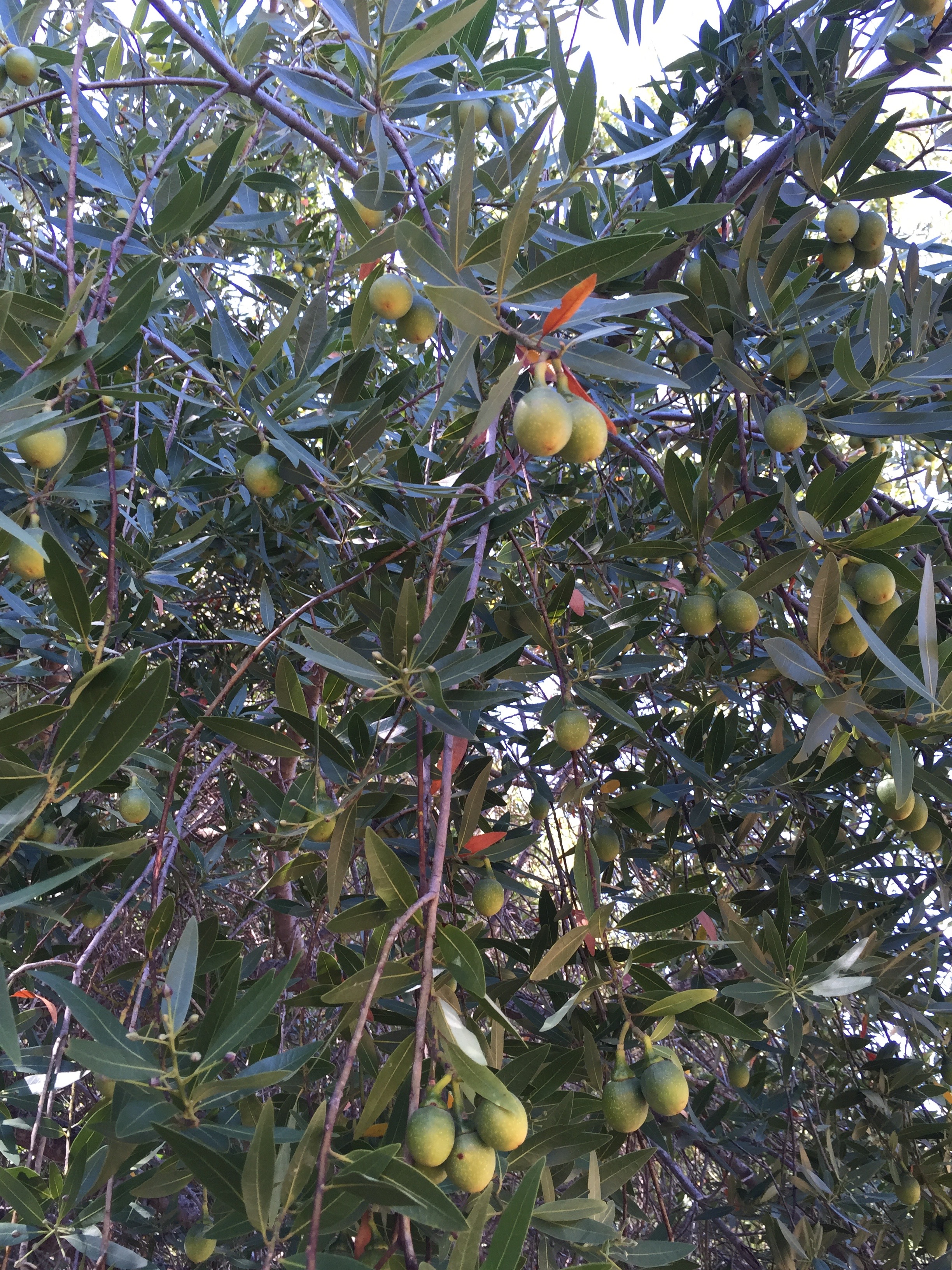 California Bay Laurel 