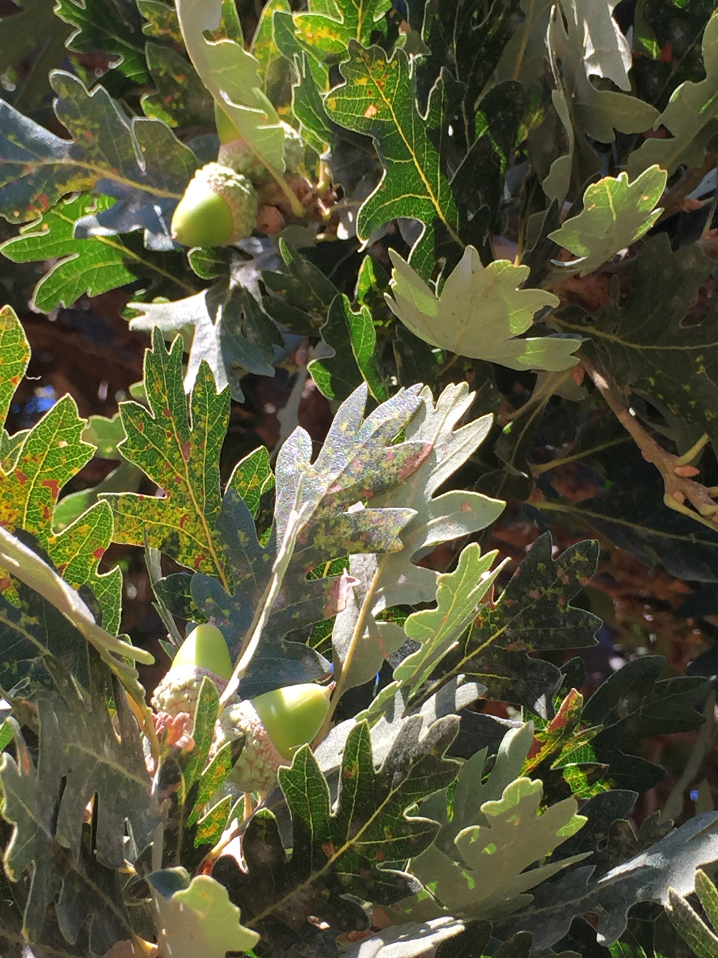 Valley Oak
