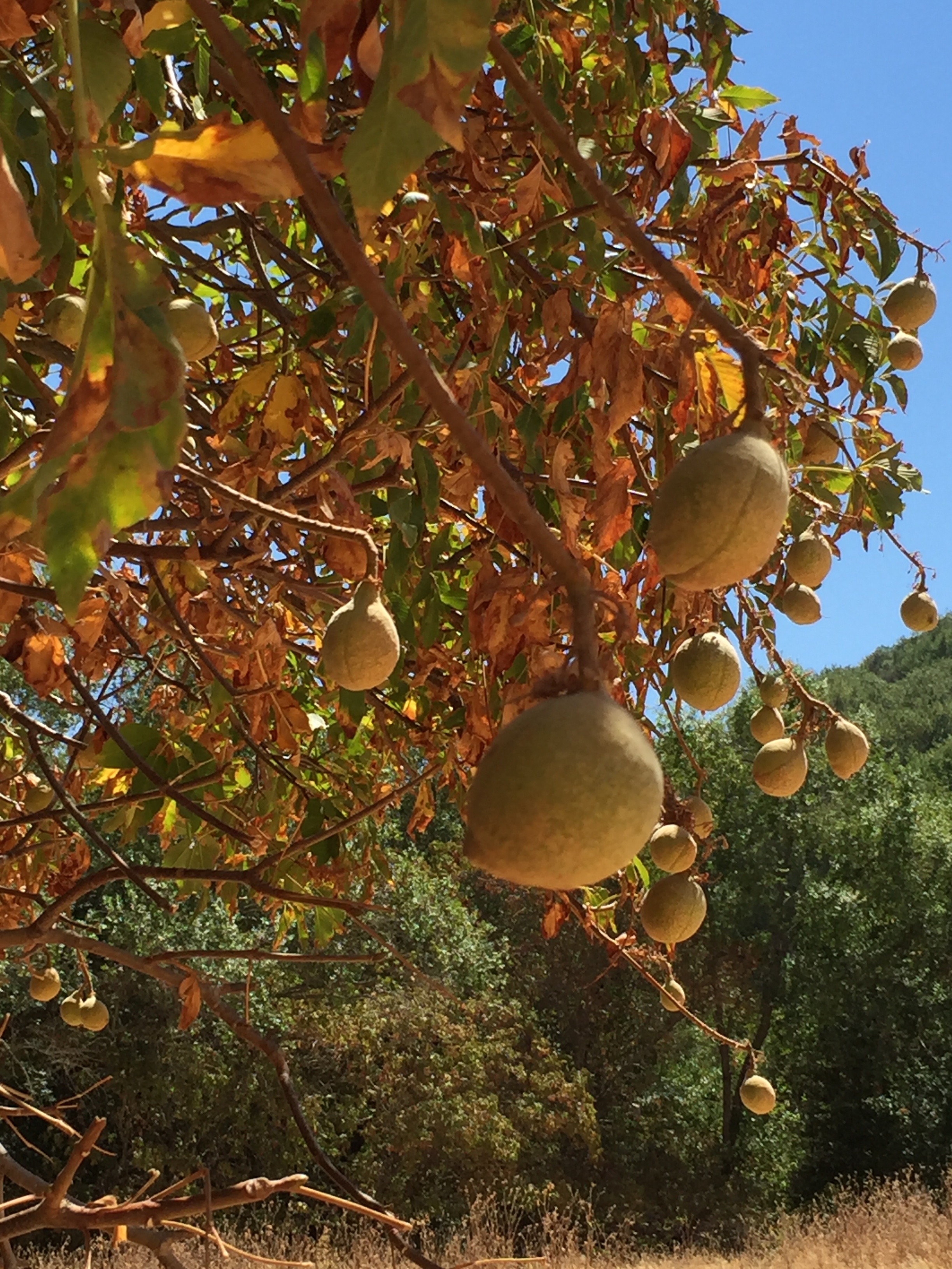 California Buckeye