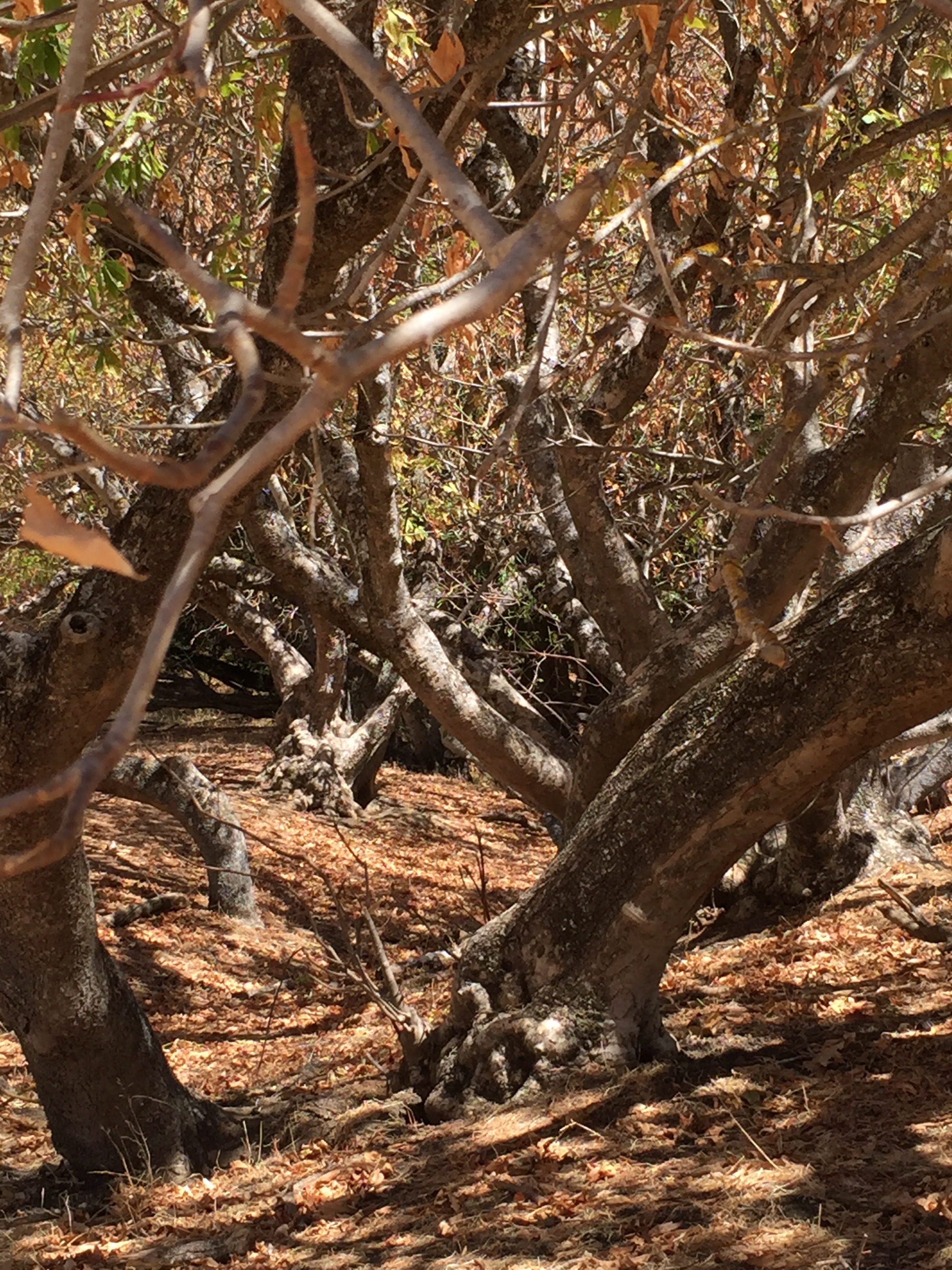 Buckeyes in a dry creek bed. This is where you'll find Buckeyes in the wild, so that their feet are wet all winter, sustaining them through the dry months. 