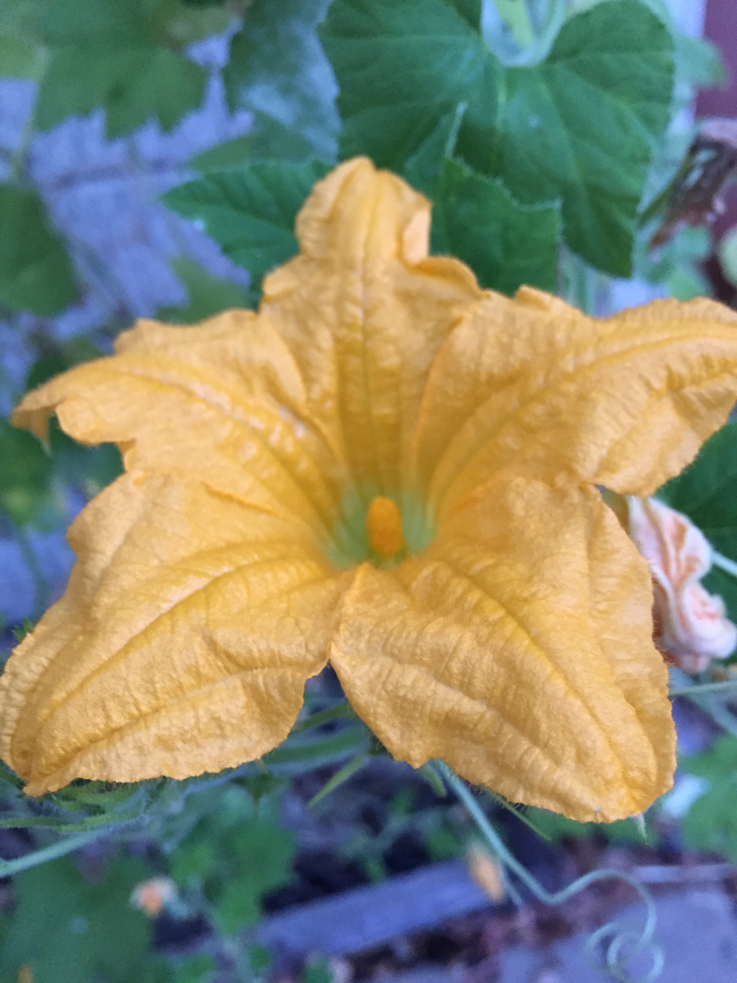Pumpkin
