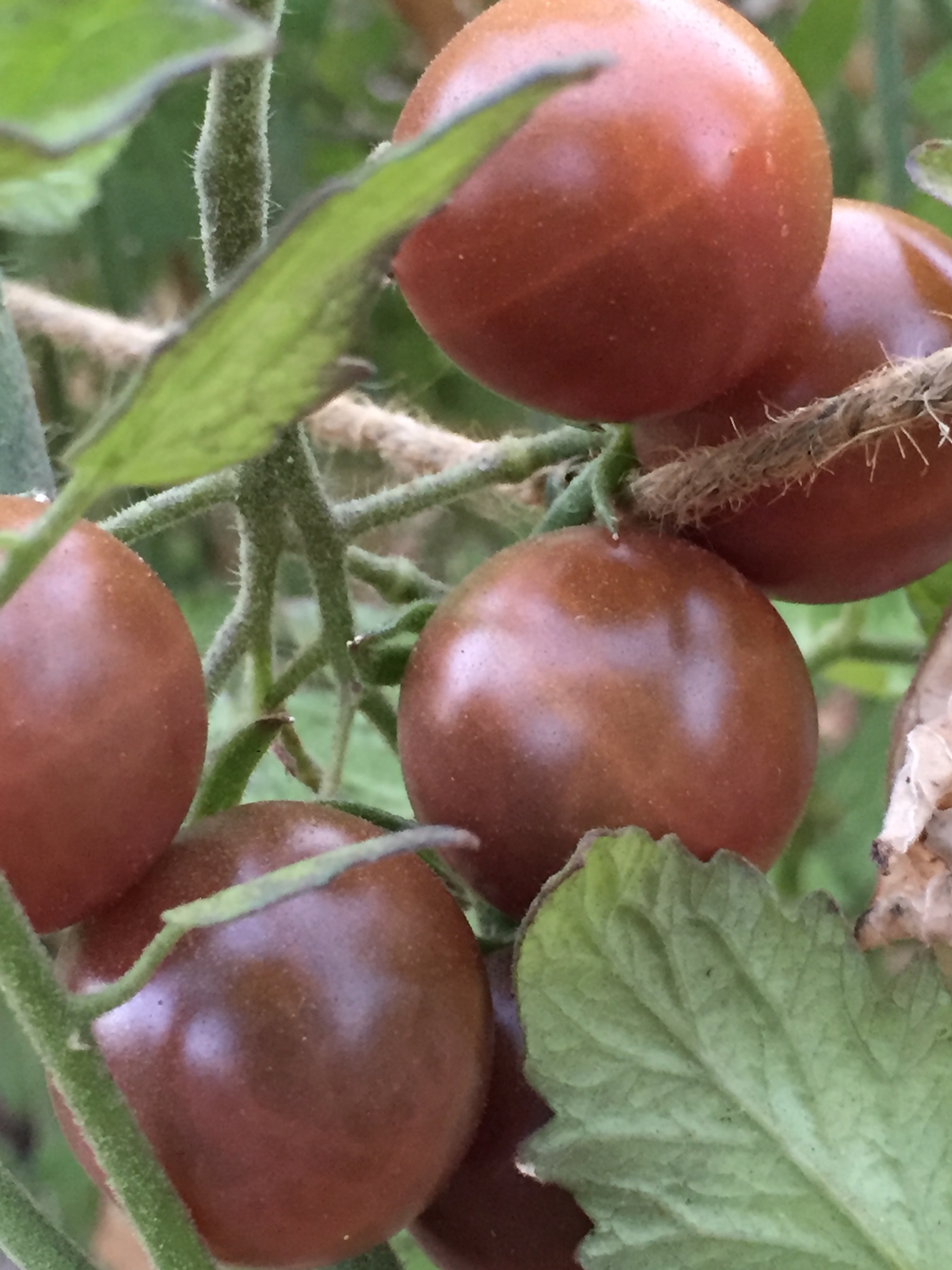 Black Cherry