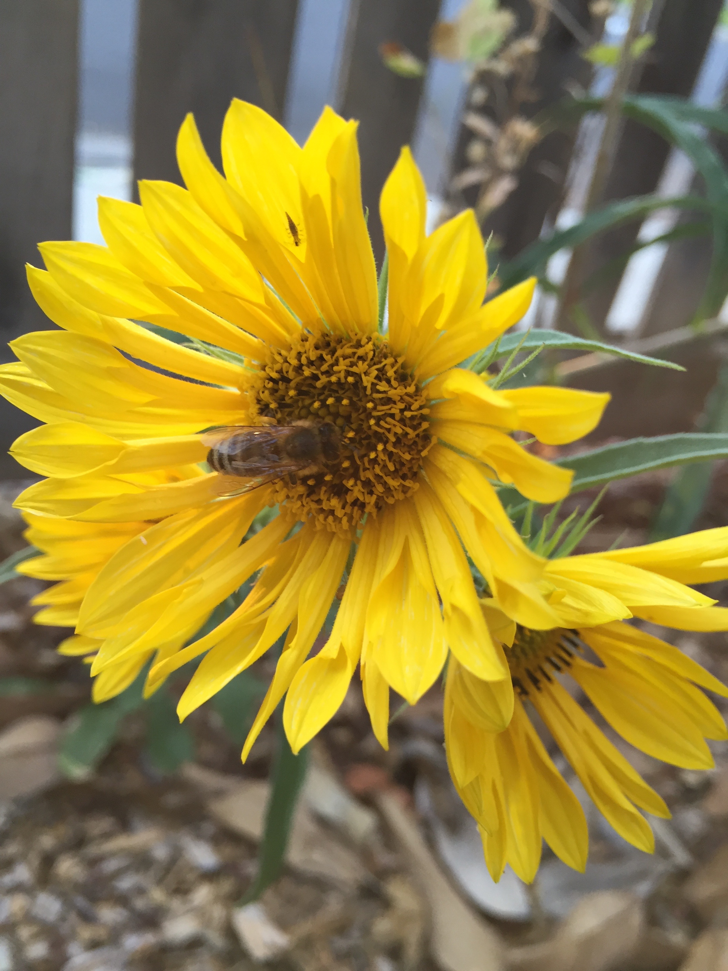 California Sunflowers