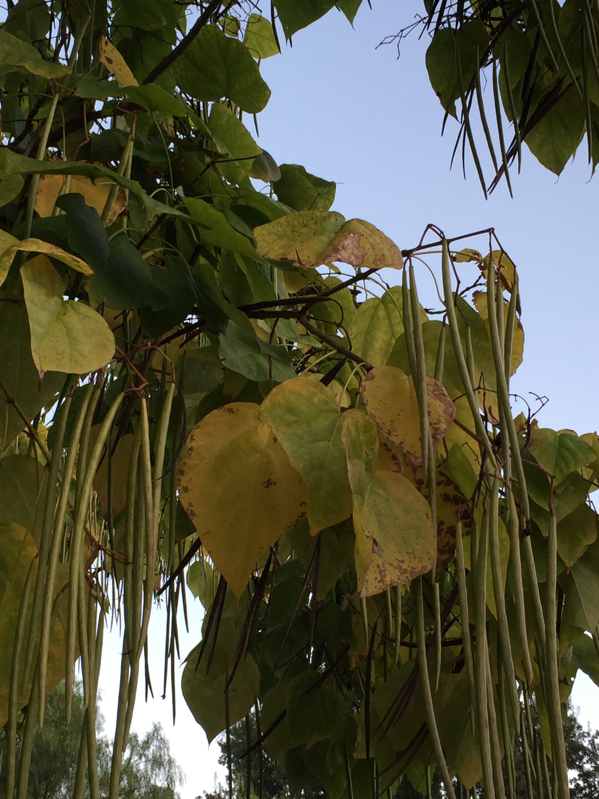 Chitalpa, showing signs of Autumn
