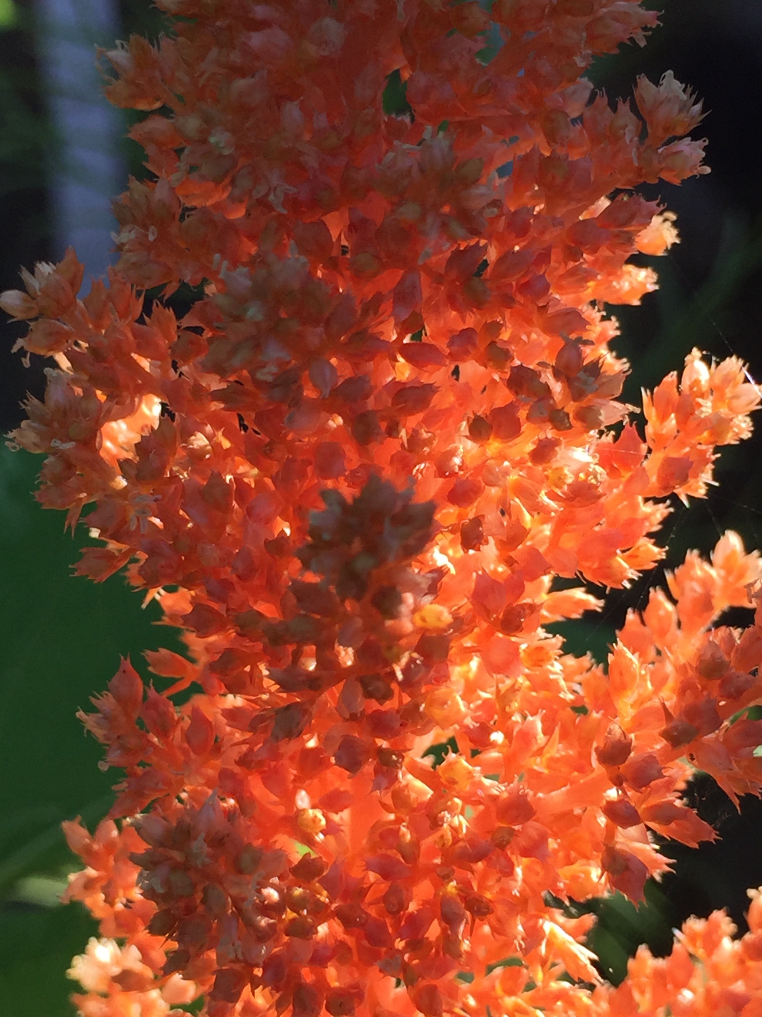 Amaranth