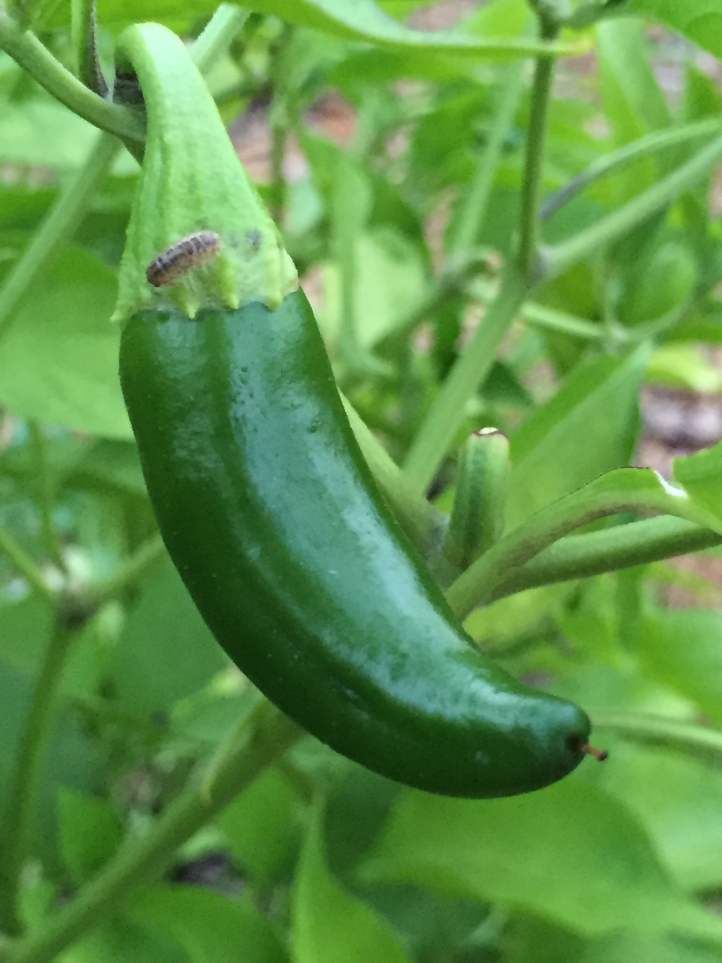 Jalapeno