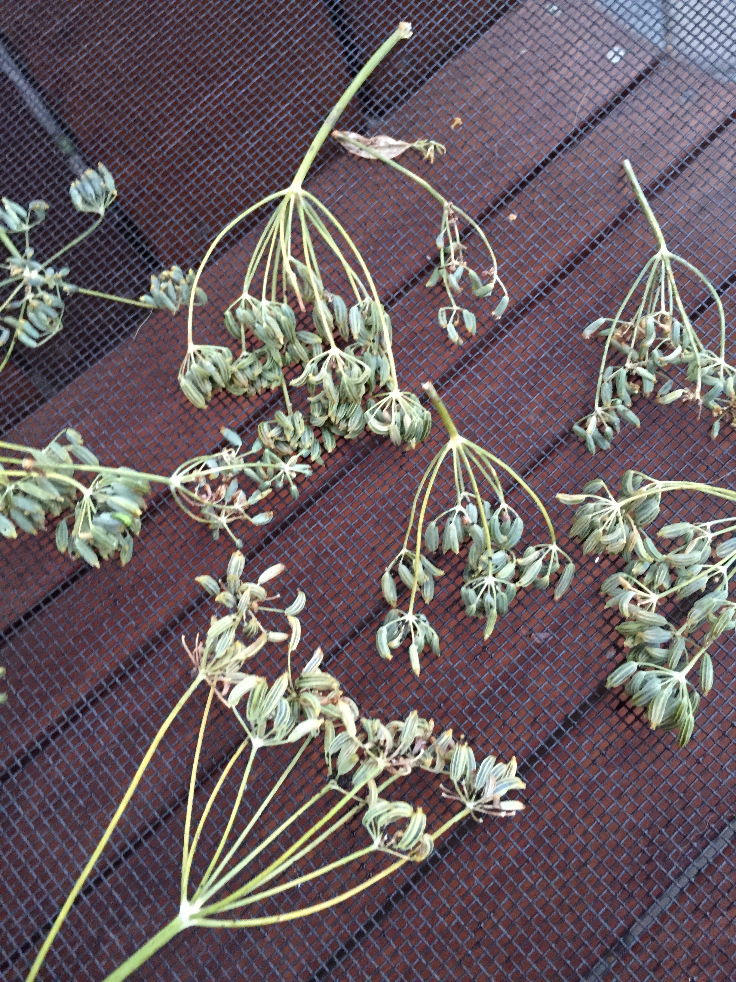 Fennel seeds drying