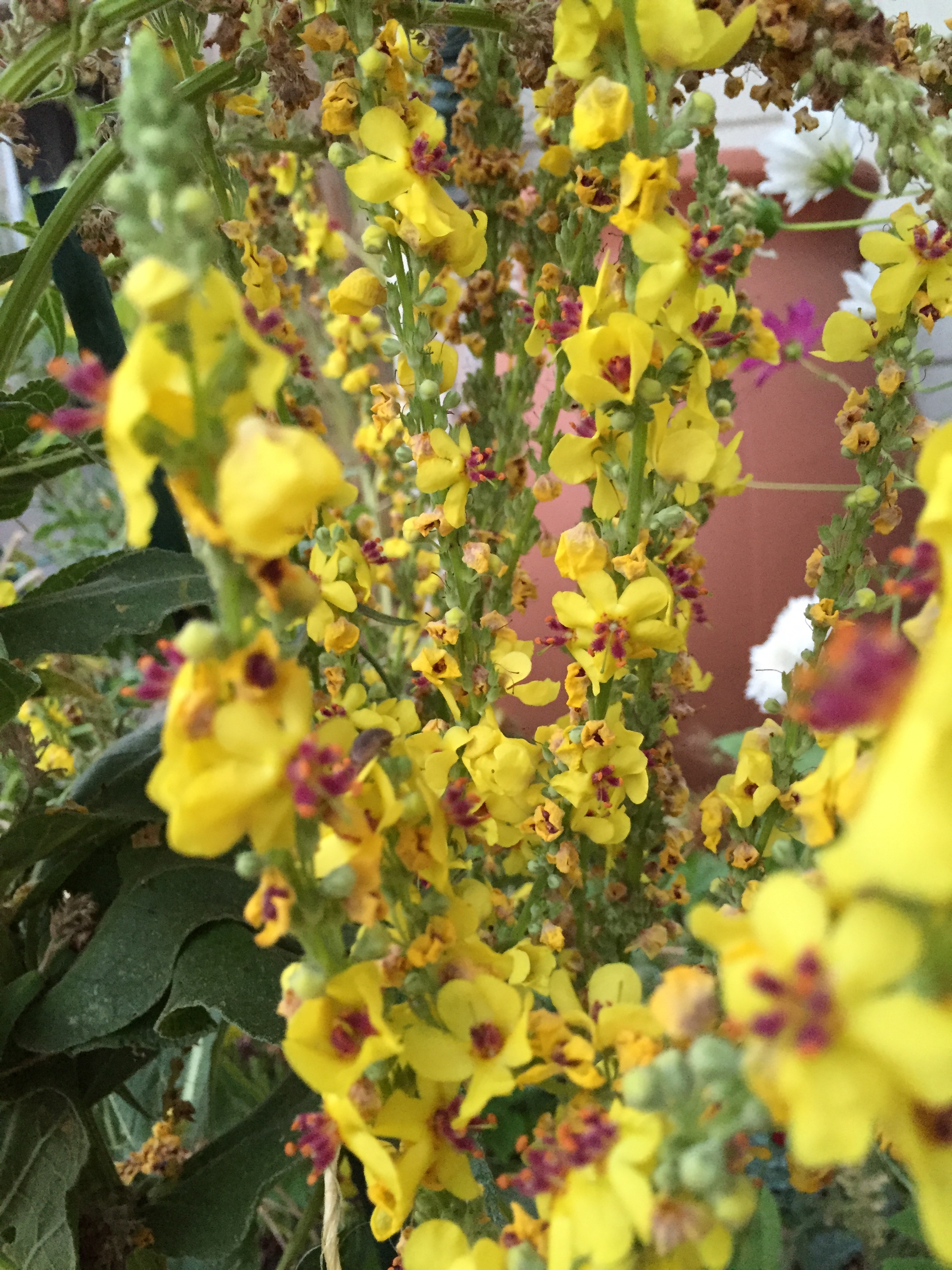 Verbascum, or Mullein