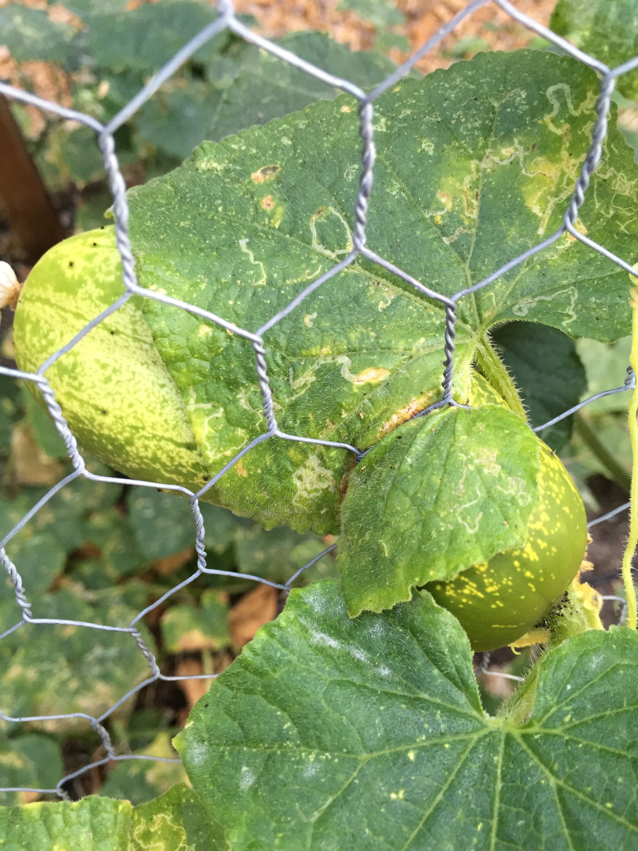 this cucumber grew in the wrong place, no?