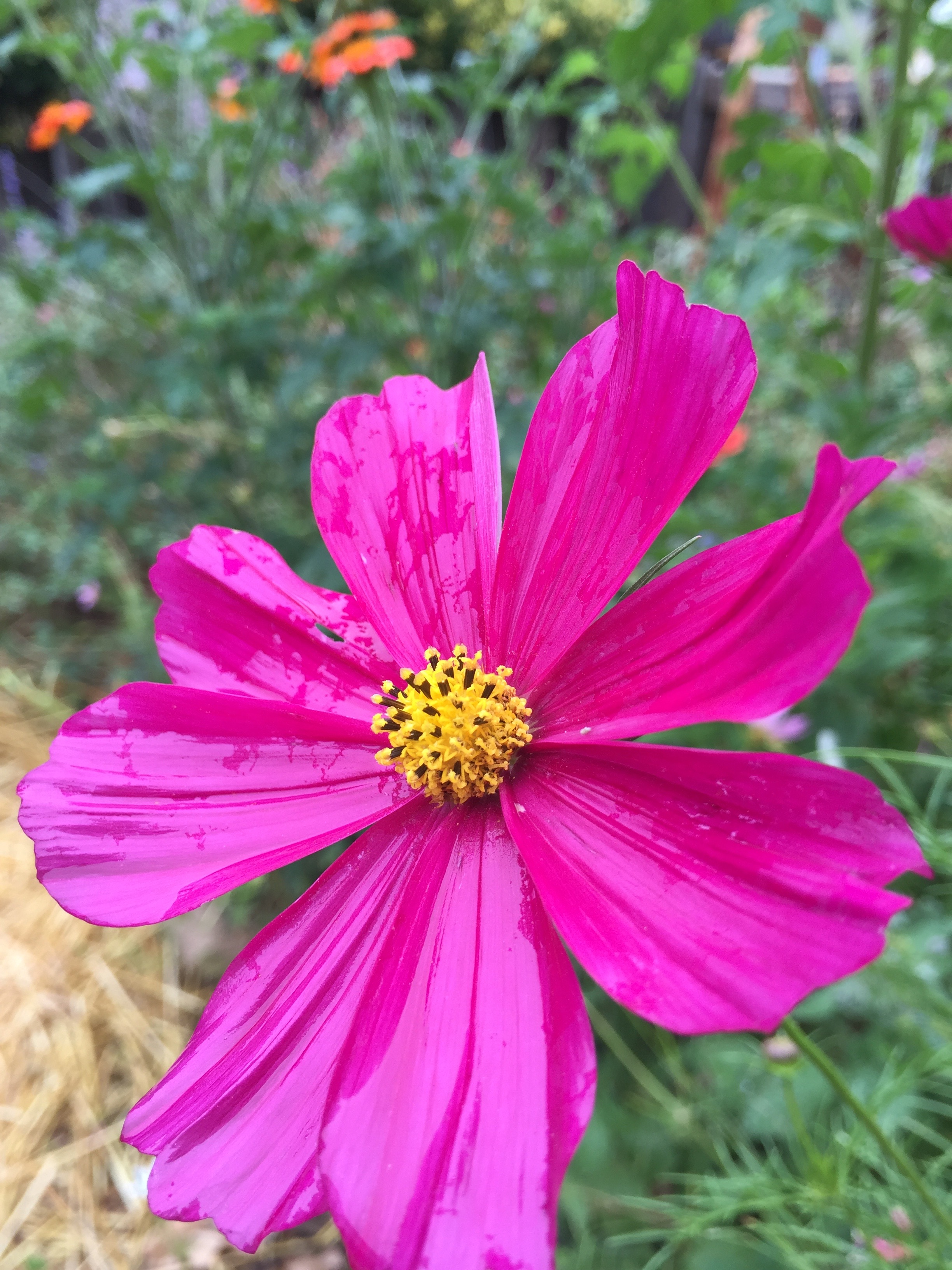 Cosmos