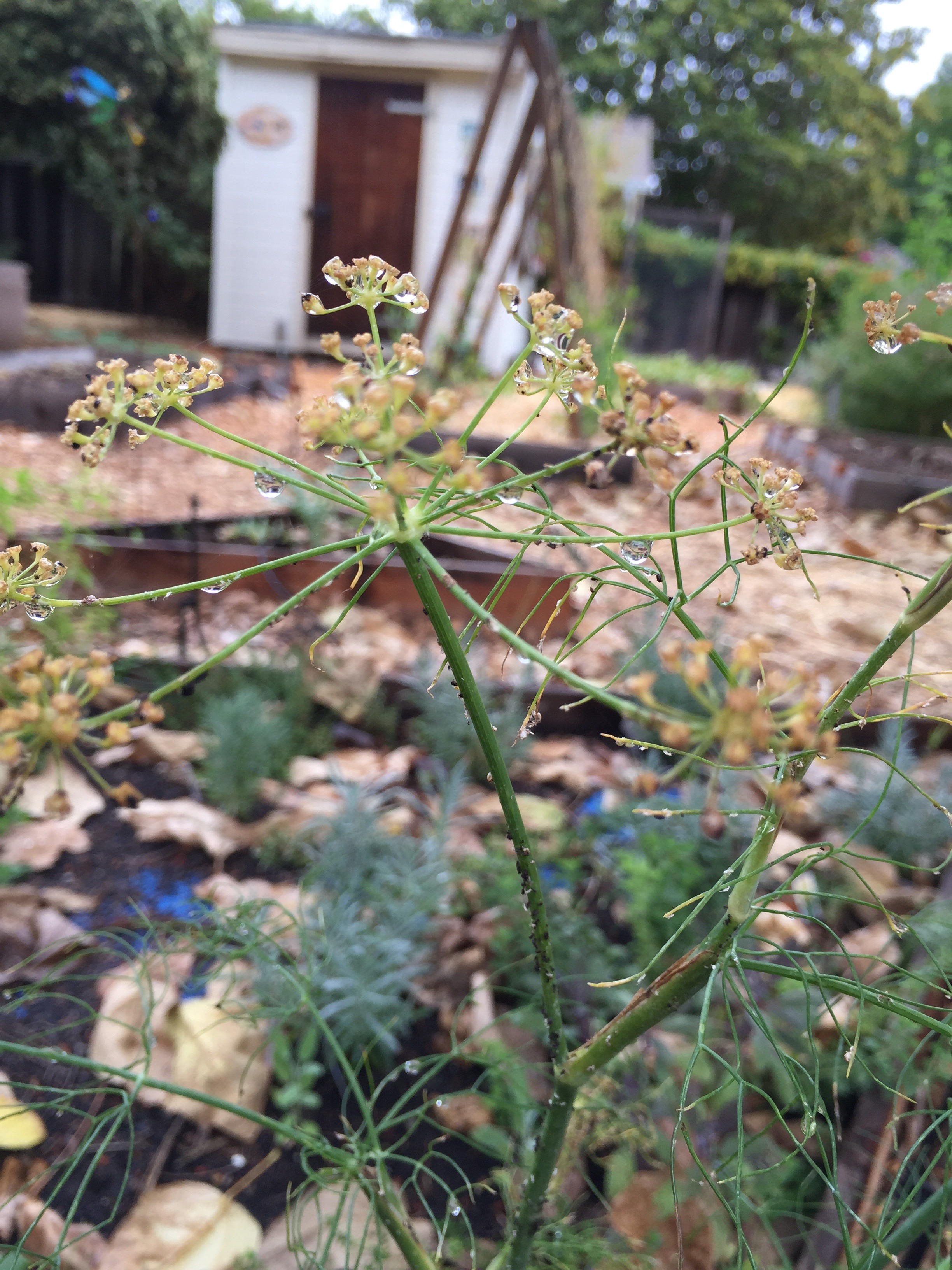 fennel with aphids