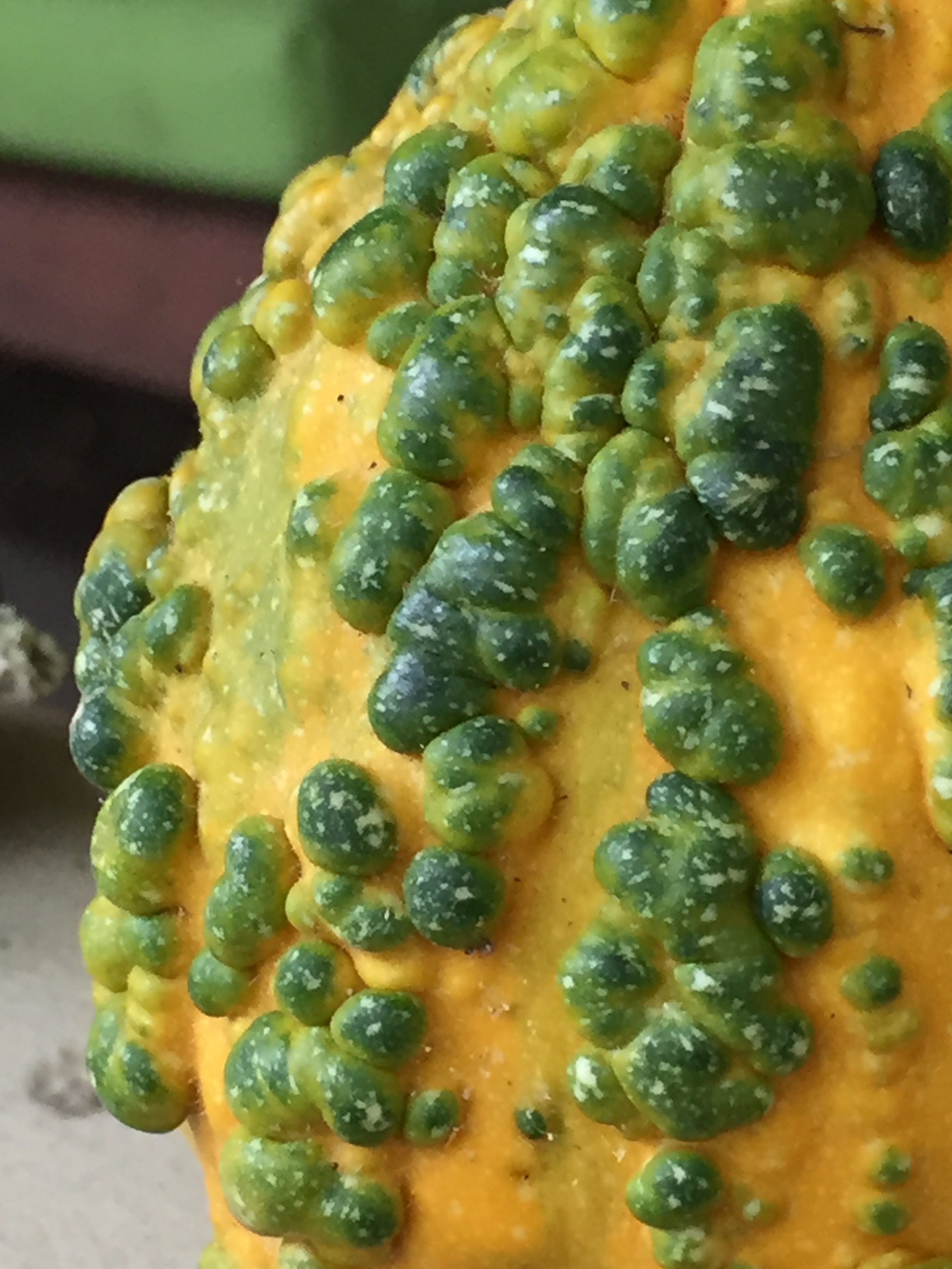 gourd