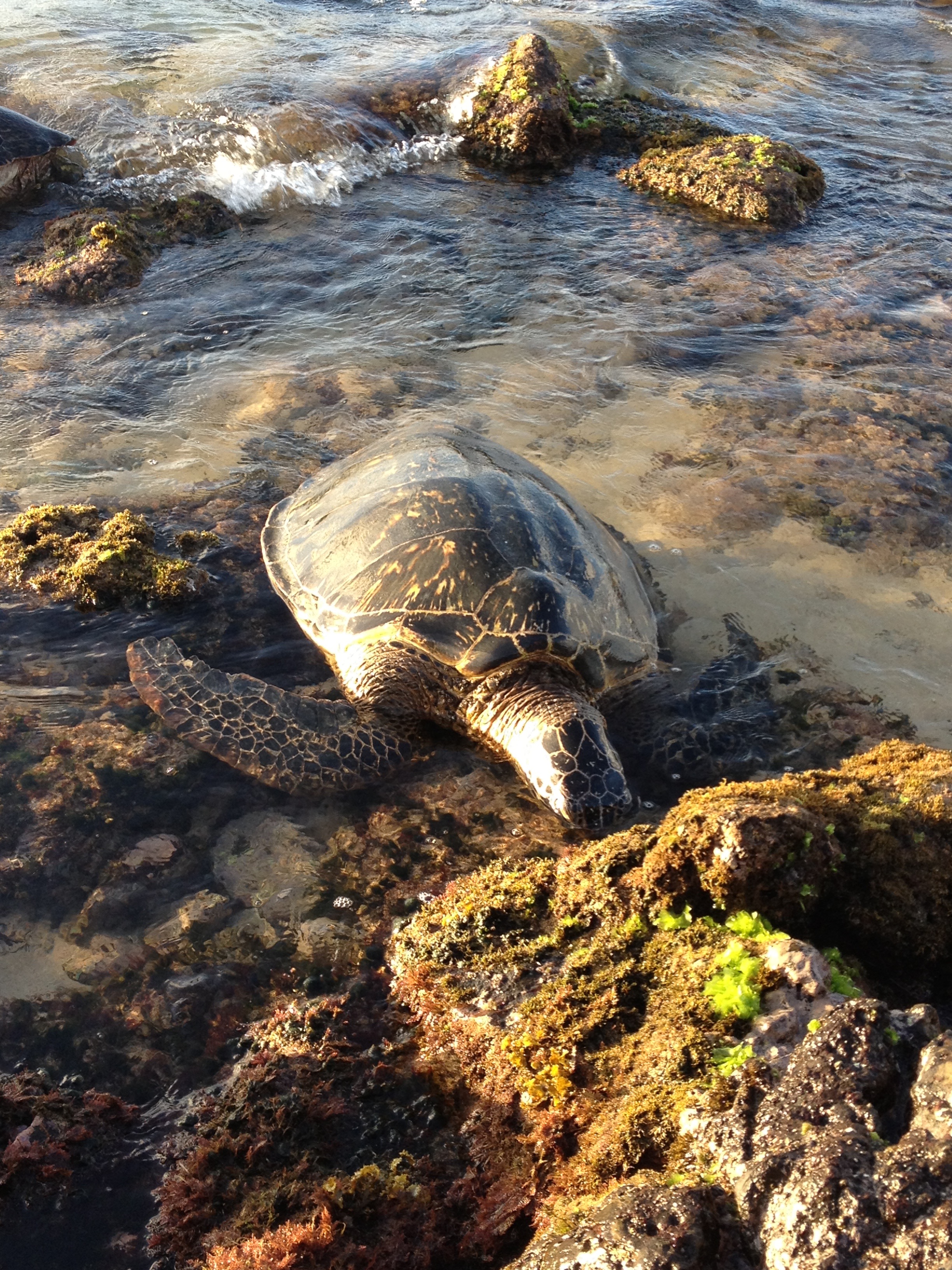 Napili Bay, Maui, 2013