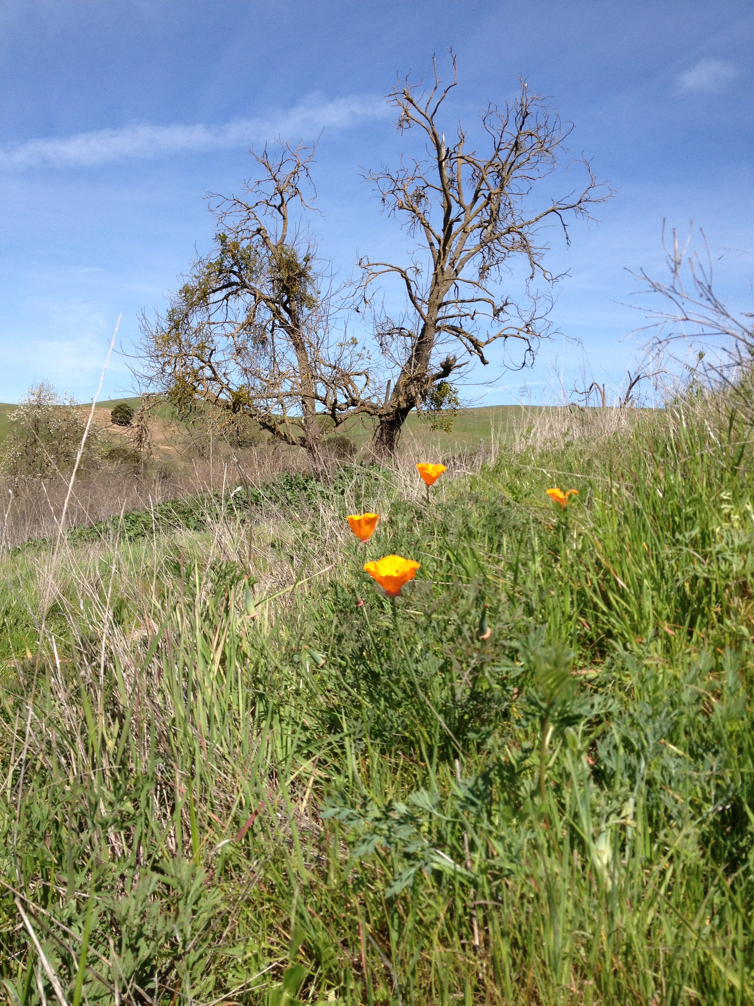 Fernandez Ranch open space, 2013