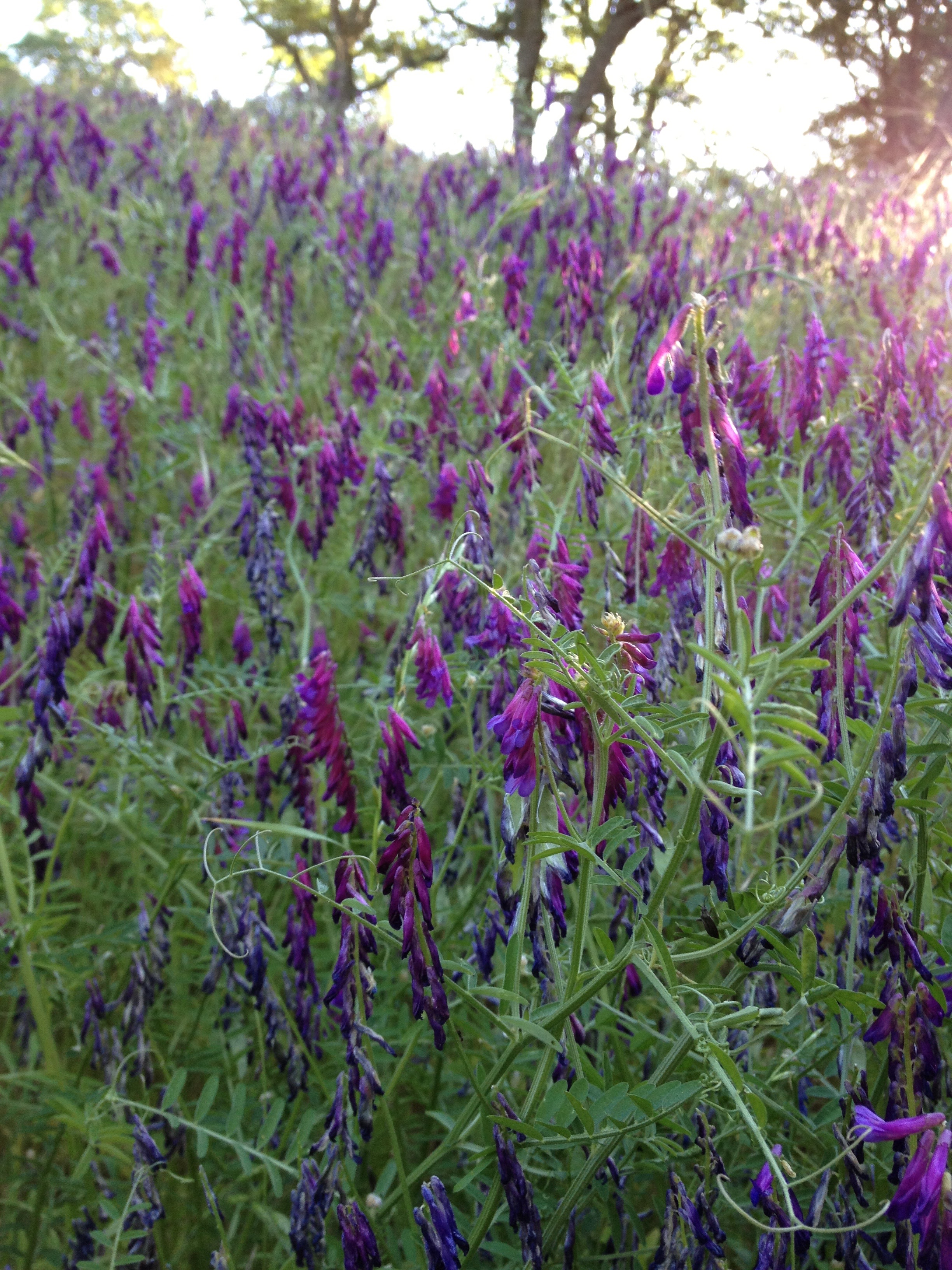 Vetch, Shell Ridge open space, 2013