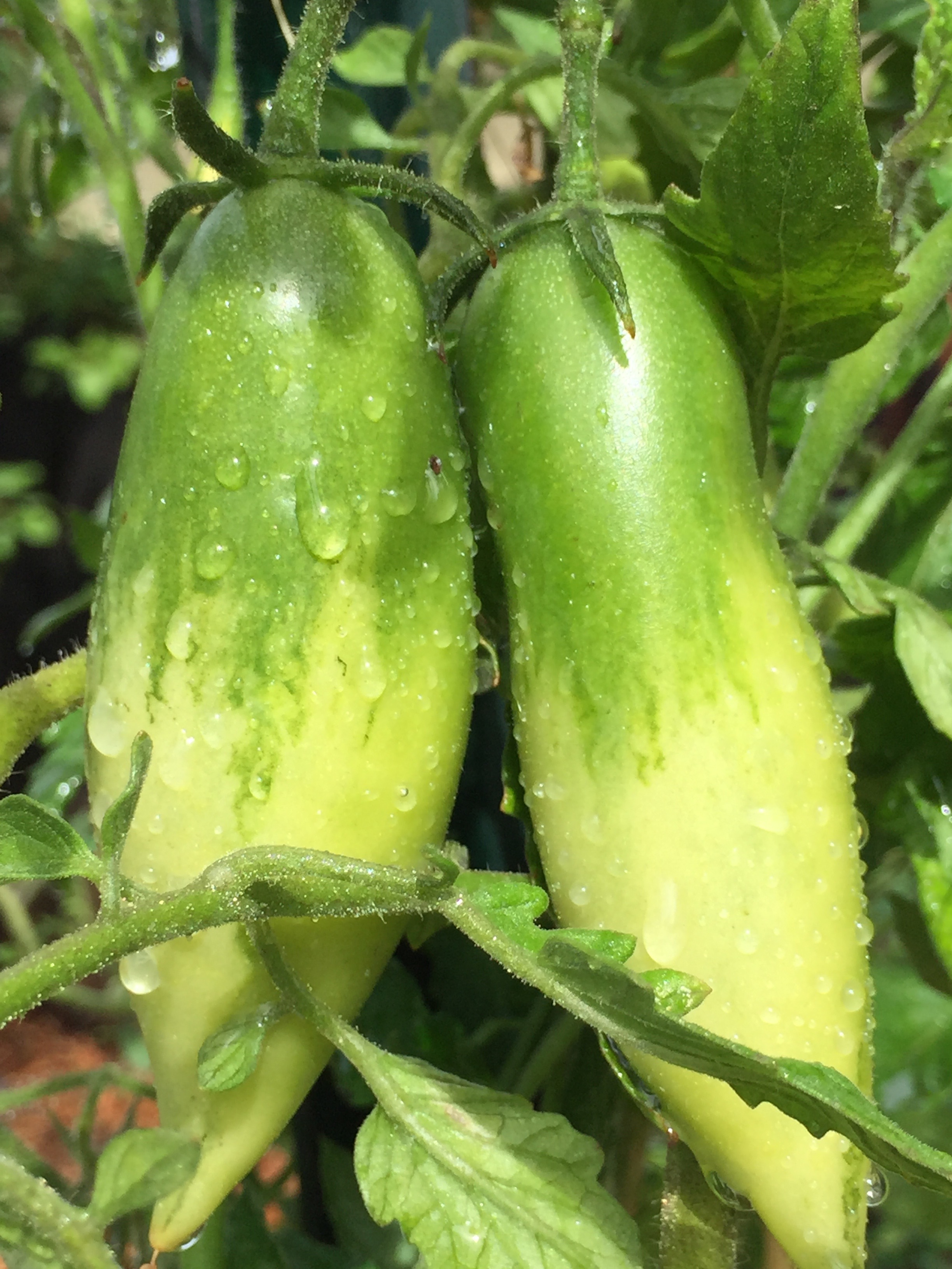 'Pompeii' paste tomatoes, making a comeback