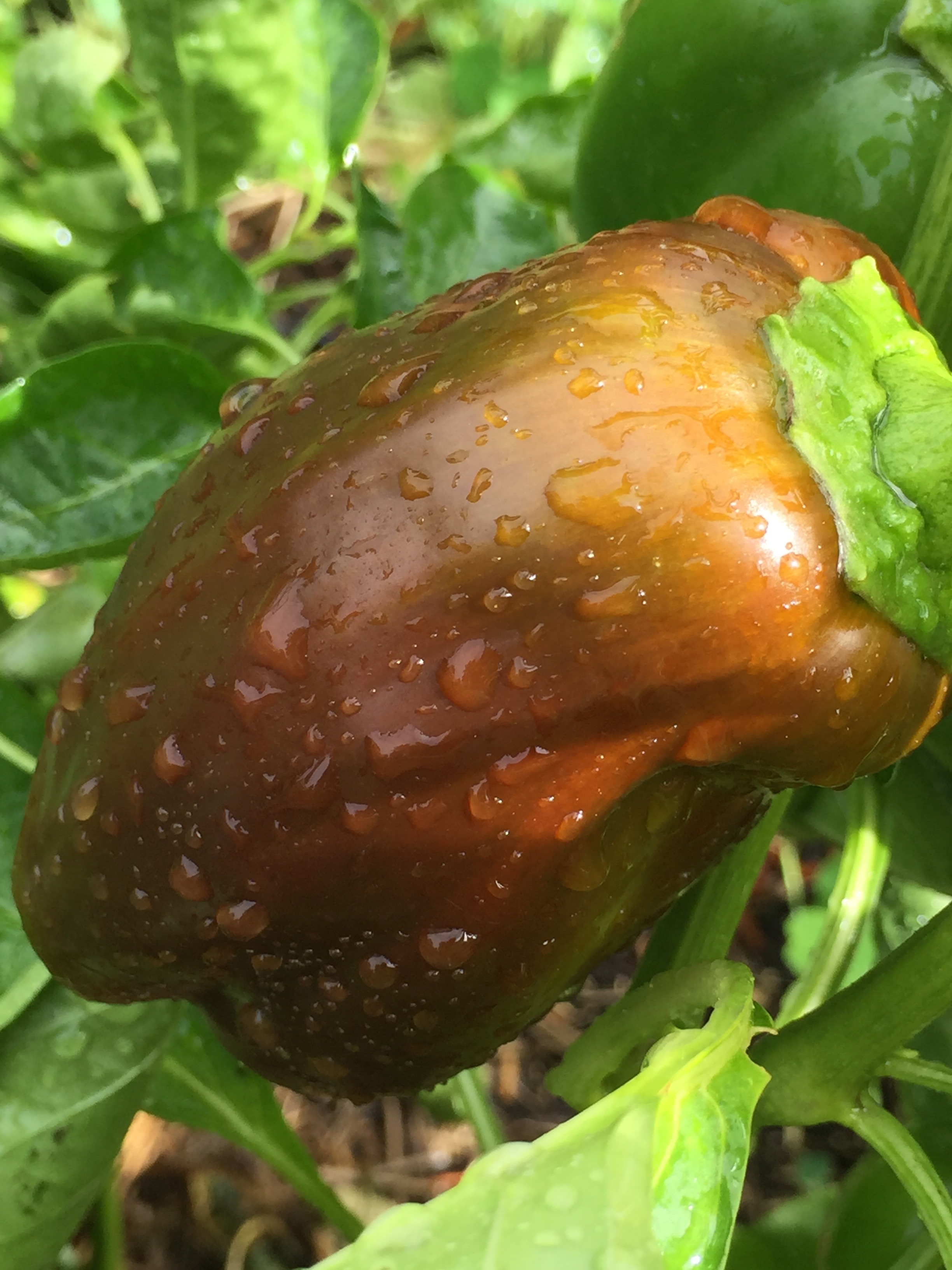 'Chocolate Bell' pepper