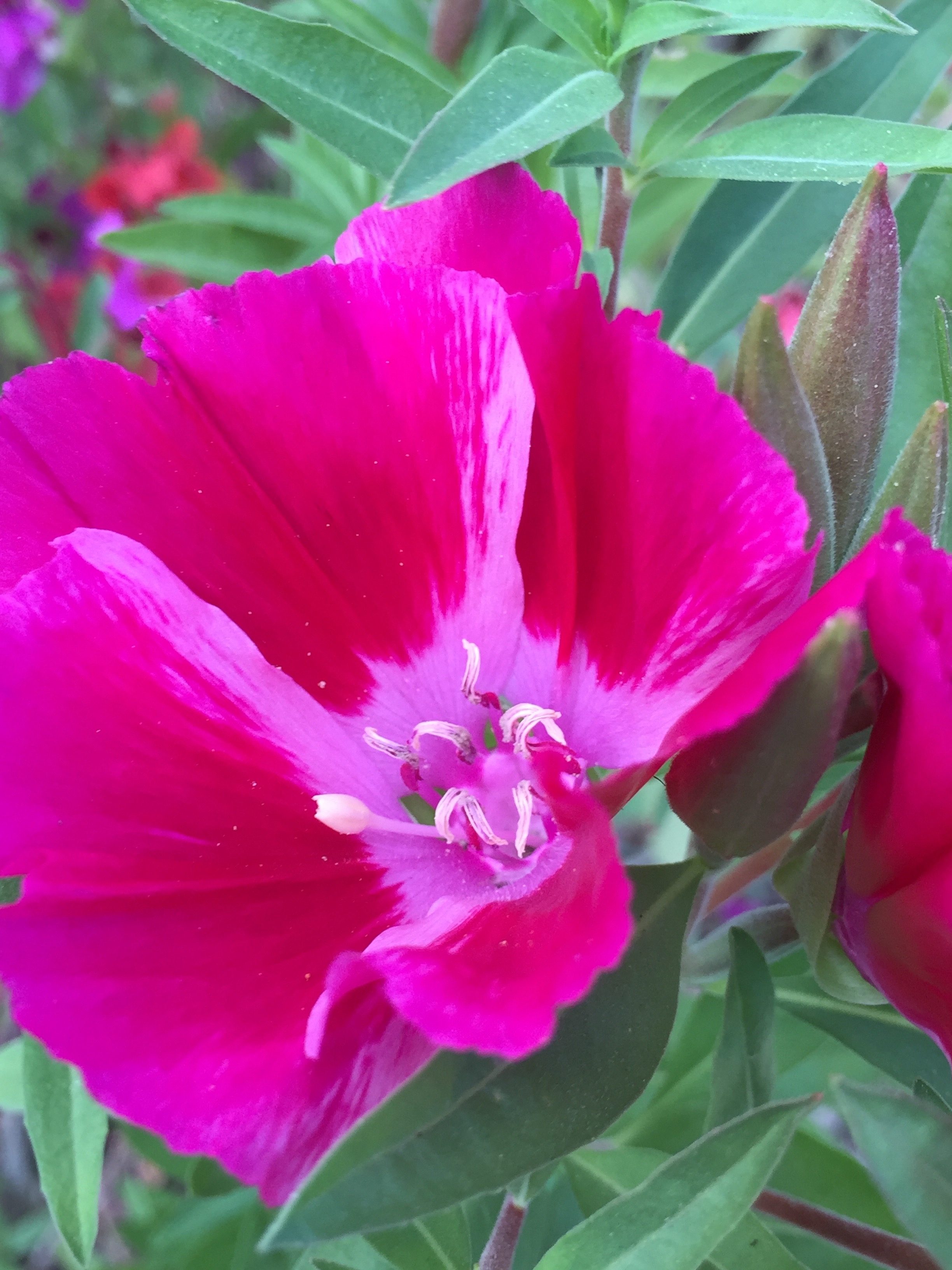 Clarkia 'Farewell to Spring'