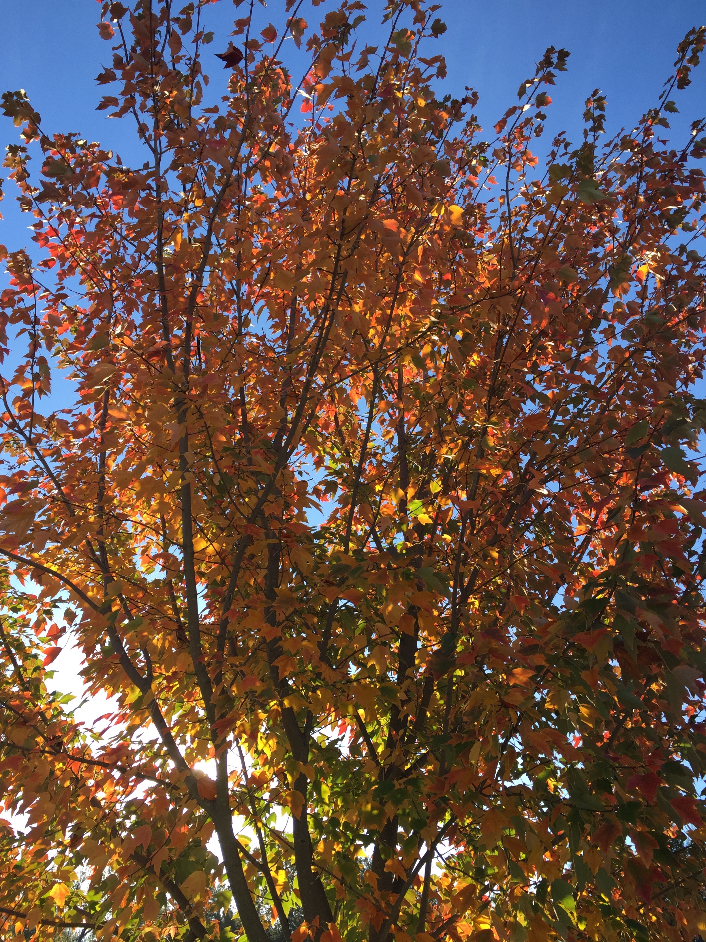 Maple