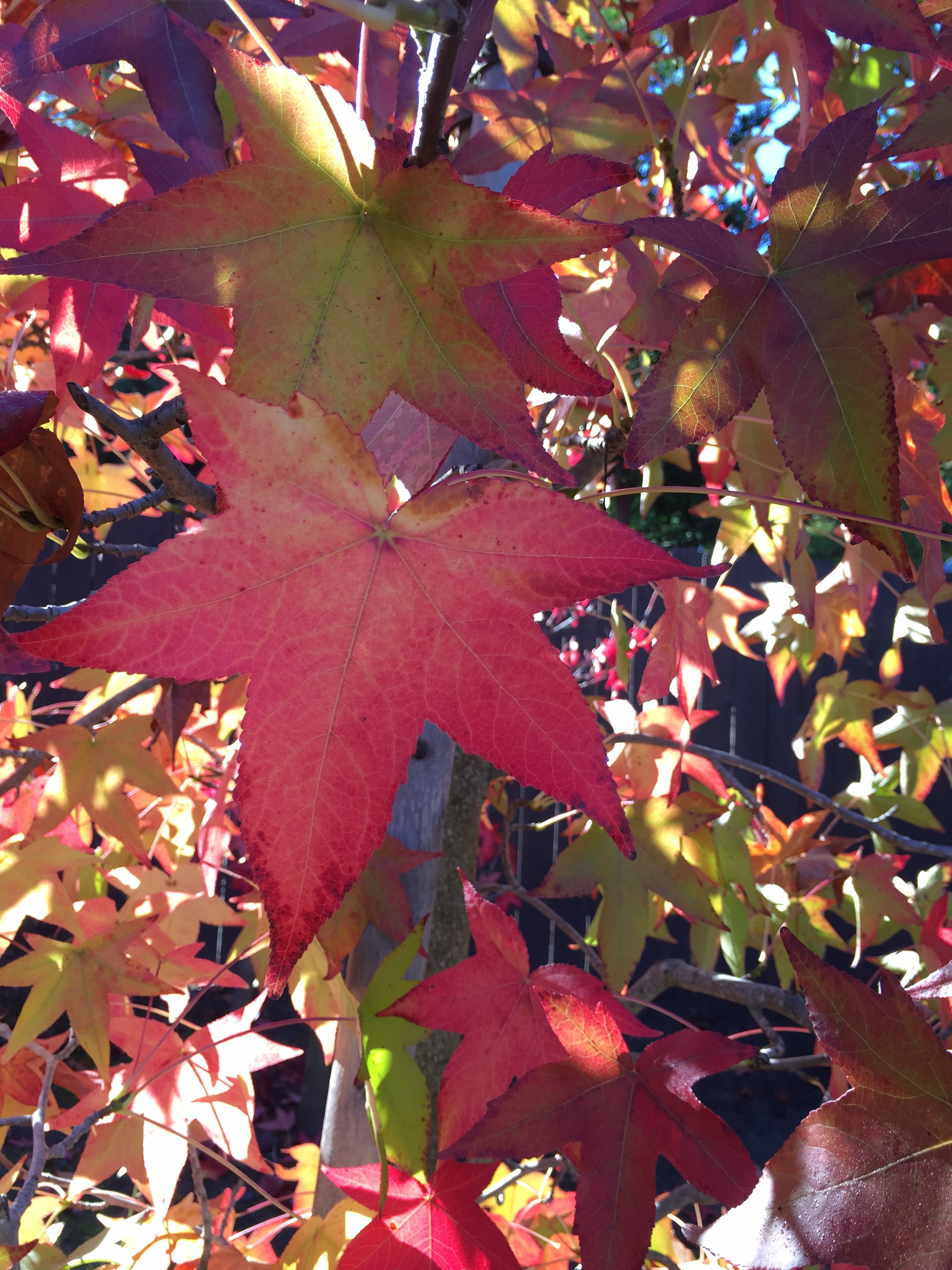 Liquid Amber, or Sweetgum