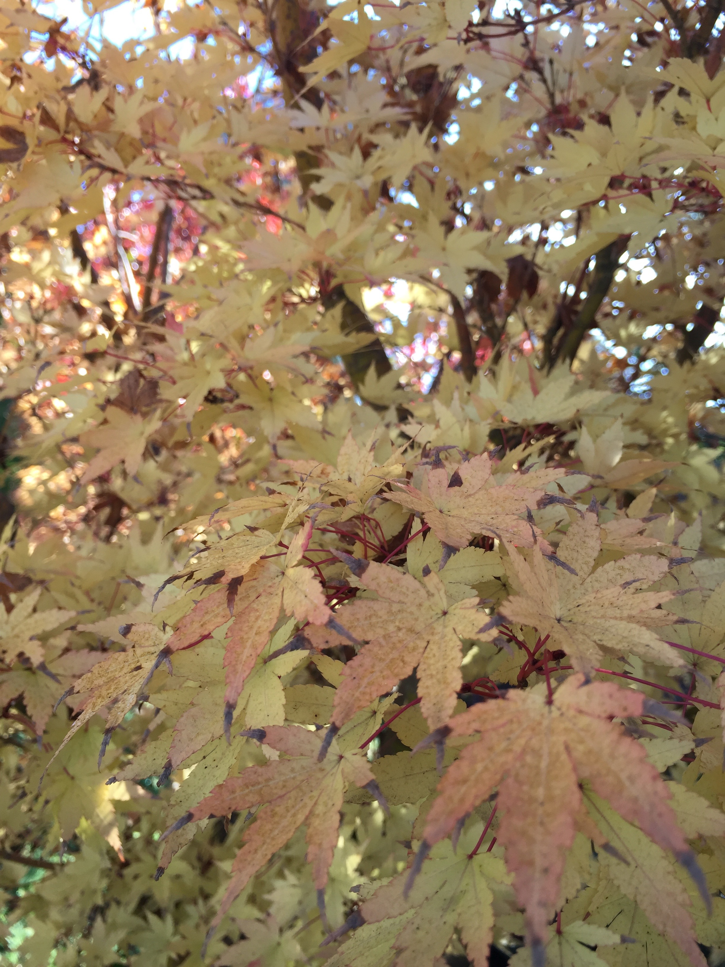Japanese Maple