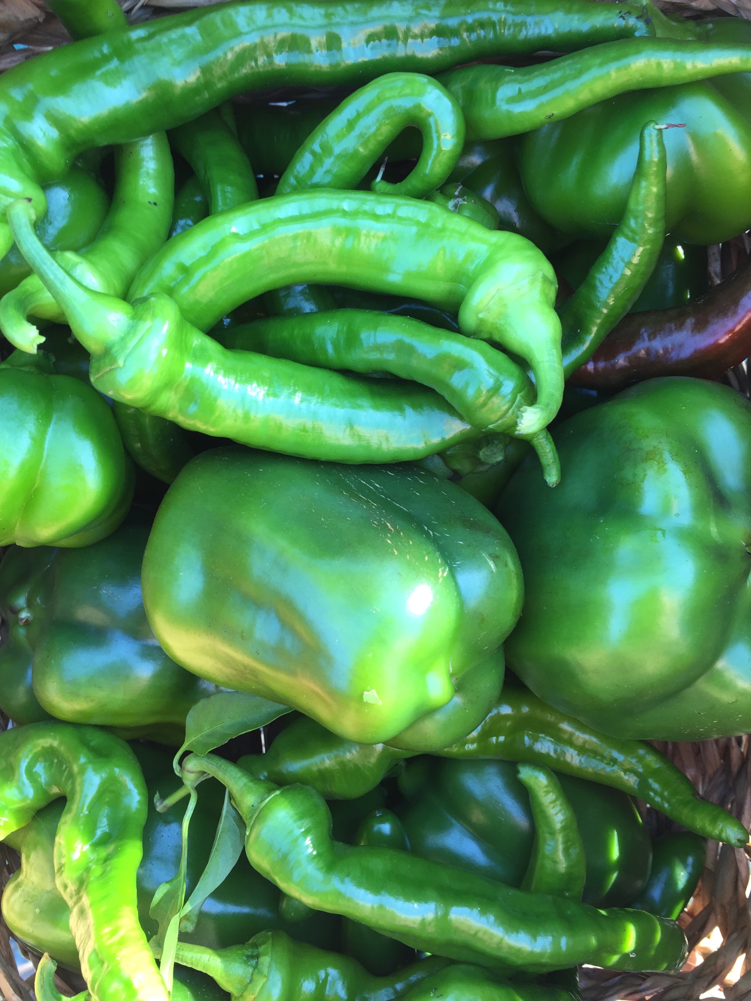 I harvested bell peppers, Jimmy Nardellos, pimentos, Jalapenos, and Maule's Red Hots.