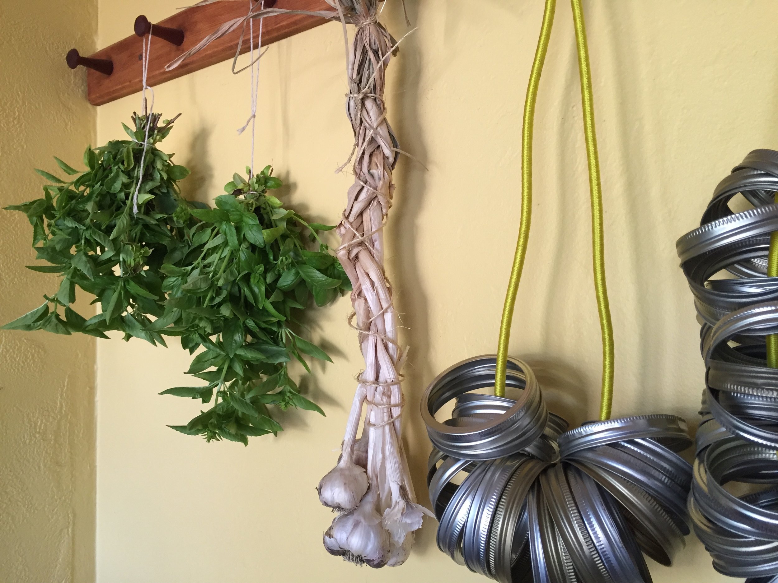 Hanging some basil to dry. Even though dried basil is a very poor substitute for fresh, I use it when making spaghetti sauce and garlic bread.