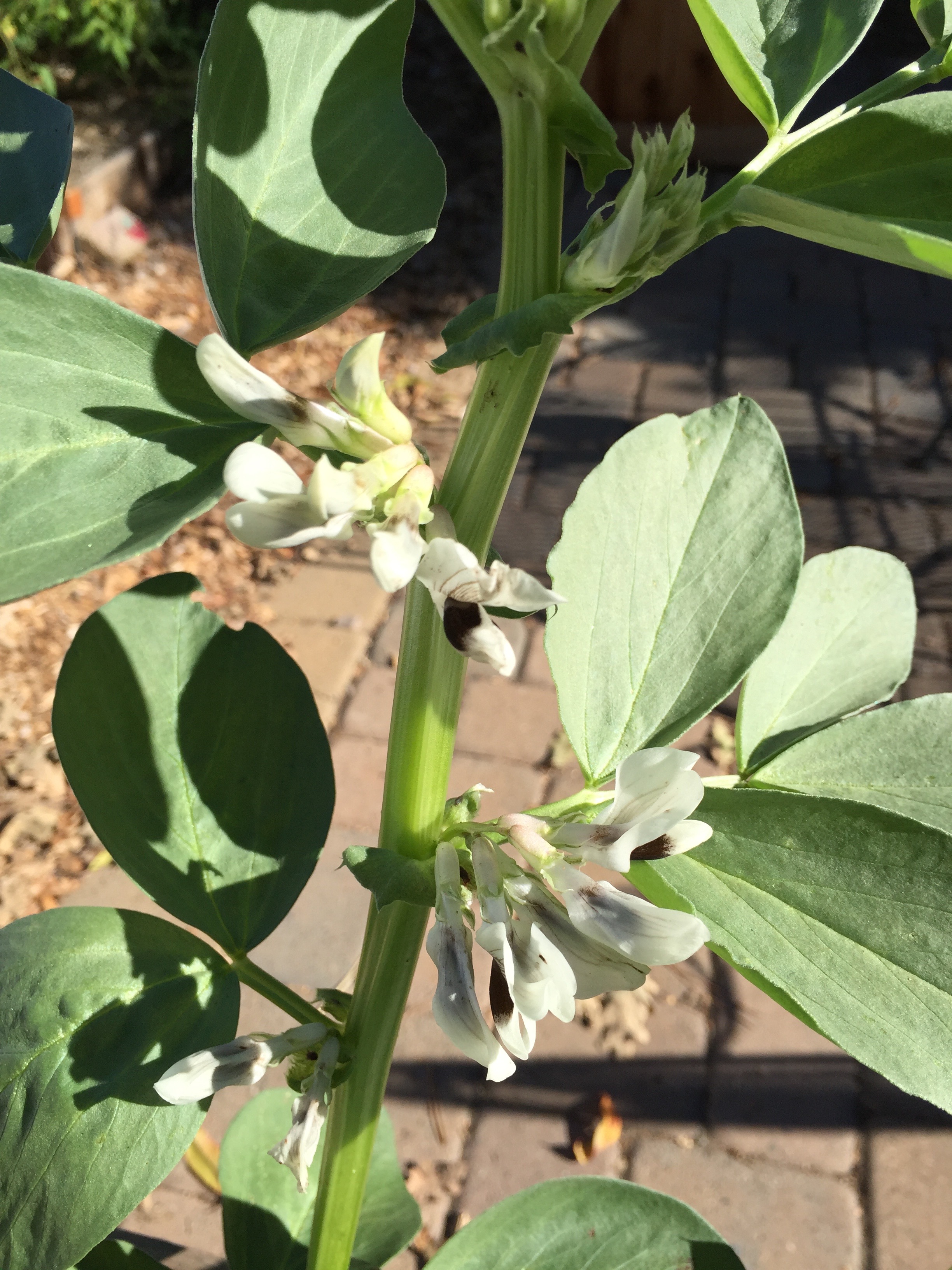Fava Beans