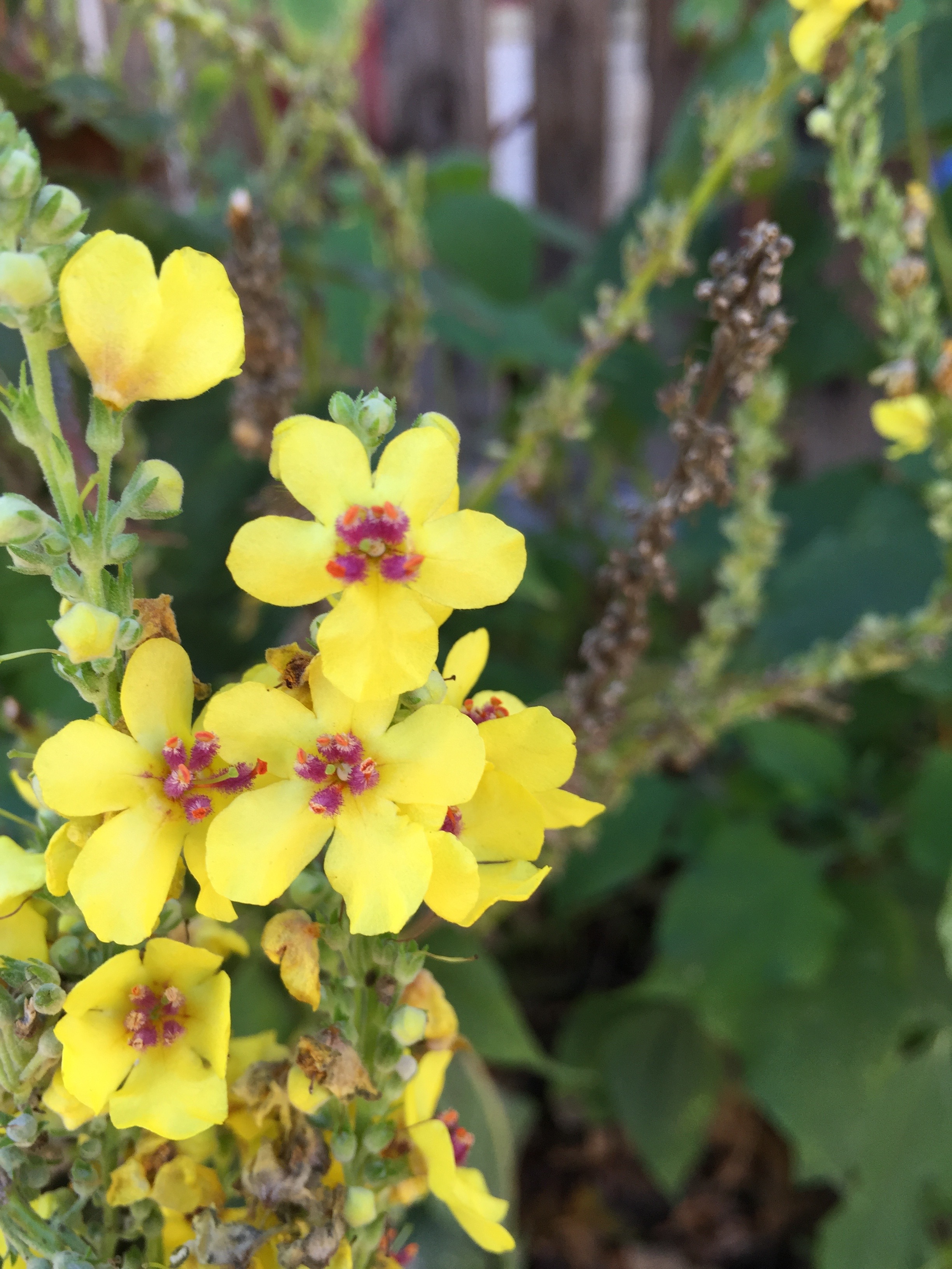 Mullein (Verbascum)