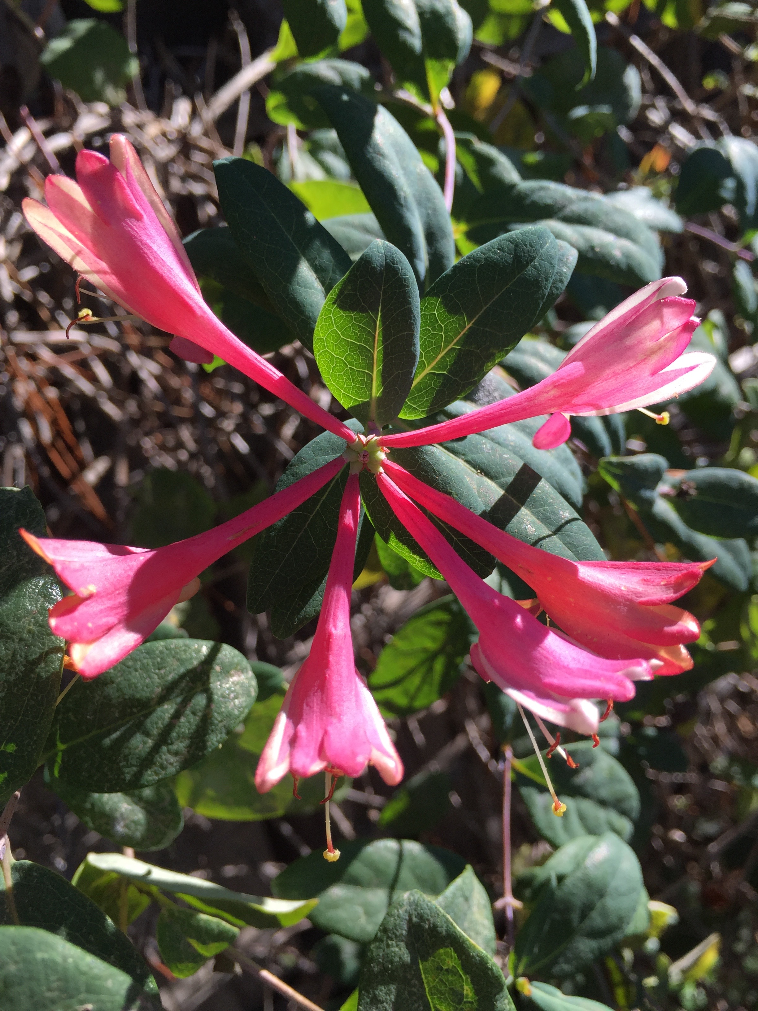 California Honeysuckle