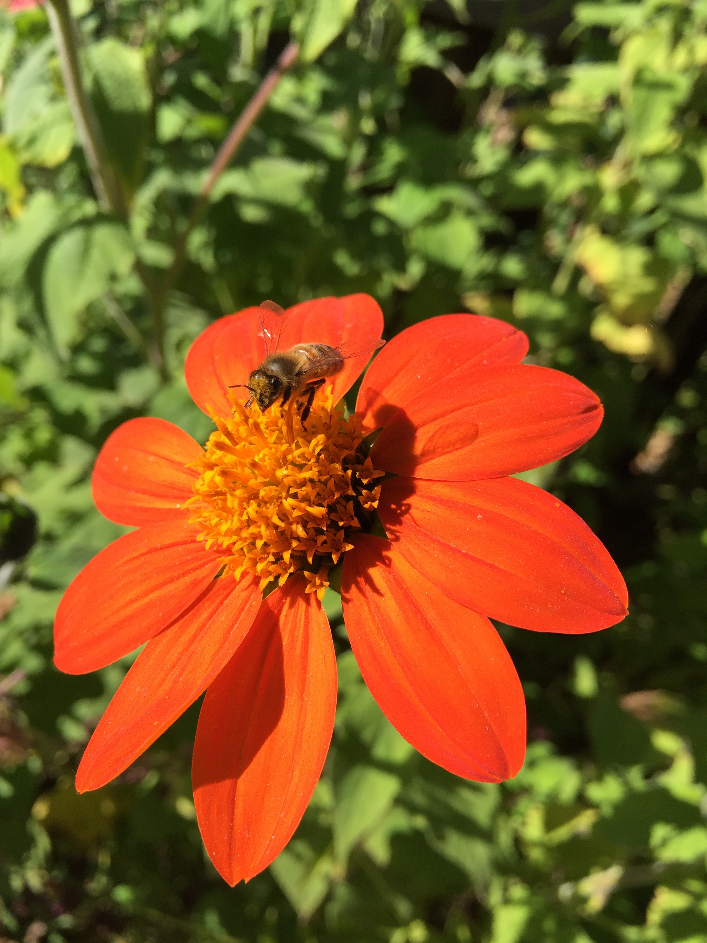 Tithonia