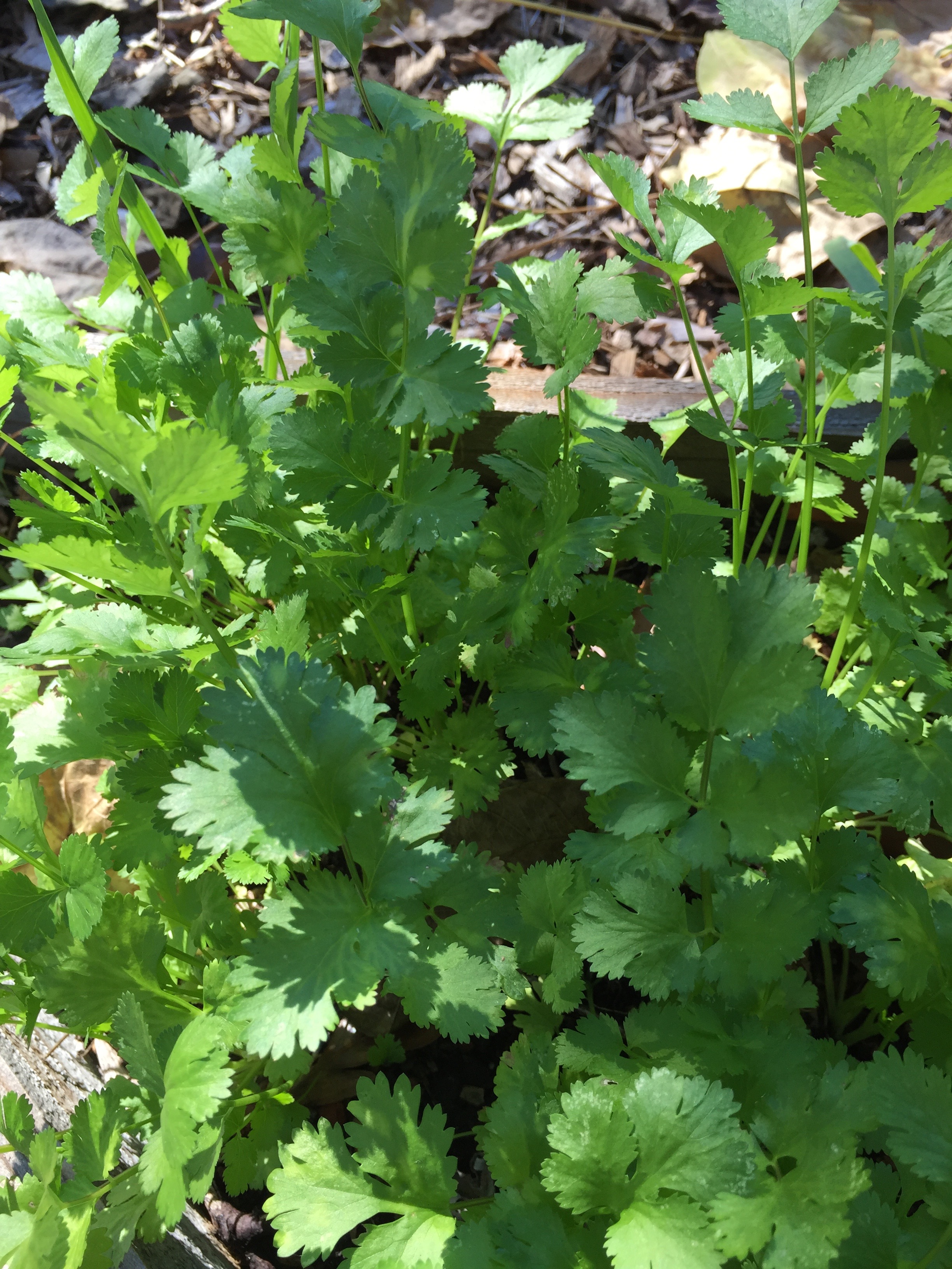 Cilantro