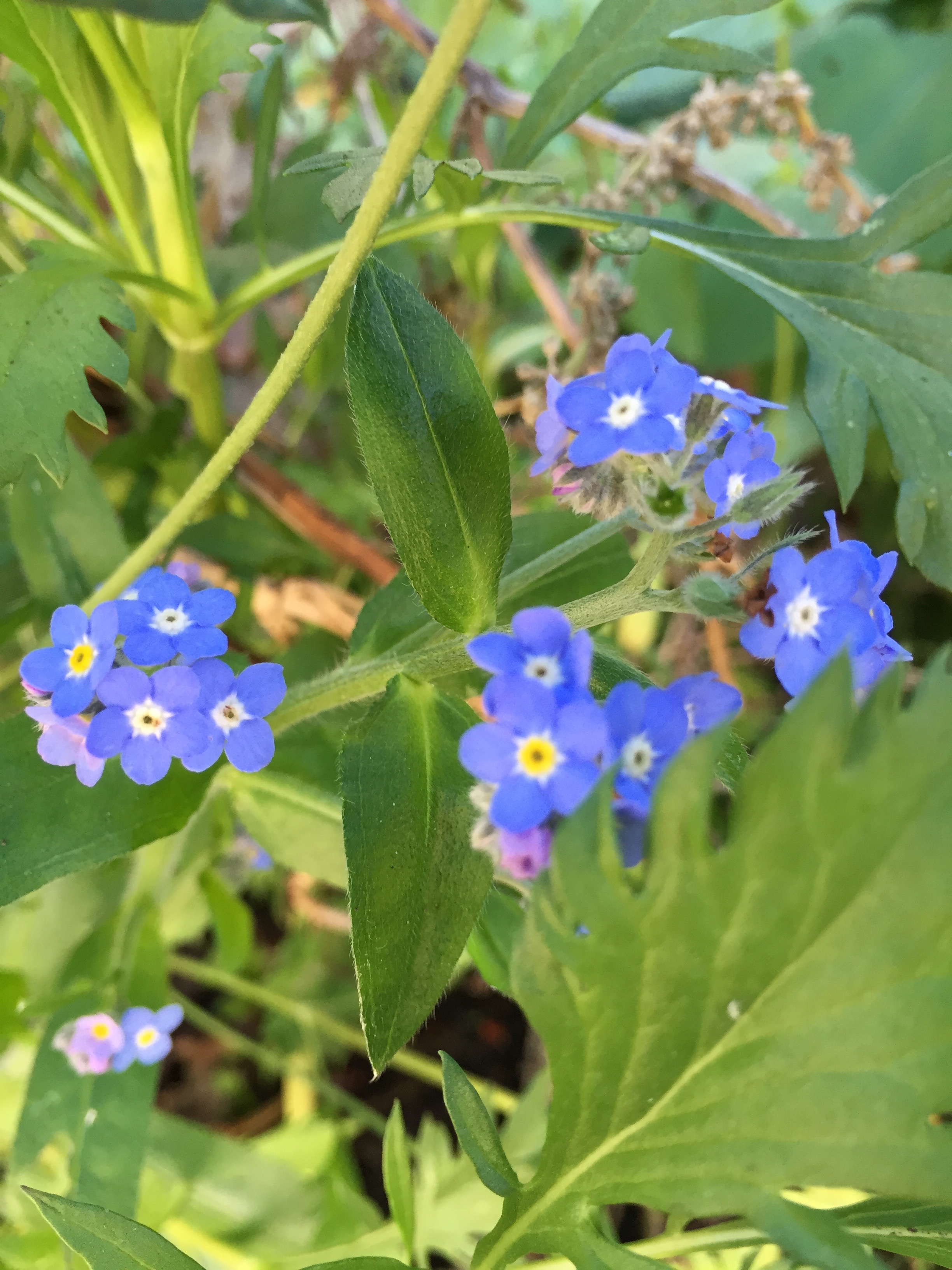 Forget-Me-Not